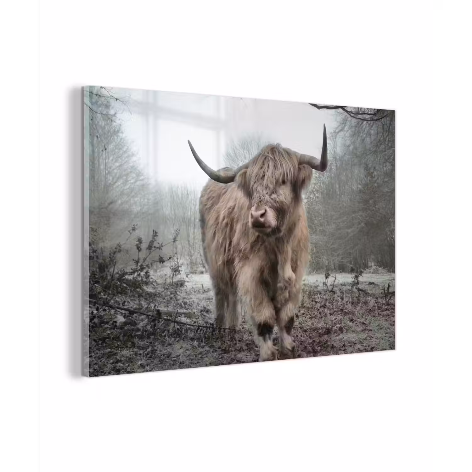 Schotse hooglander - Natuur - Herfst - Dieren - Wild - Bos plexiglas 5mm klein -zzzproduct_nieuw