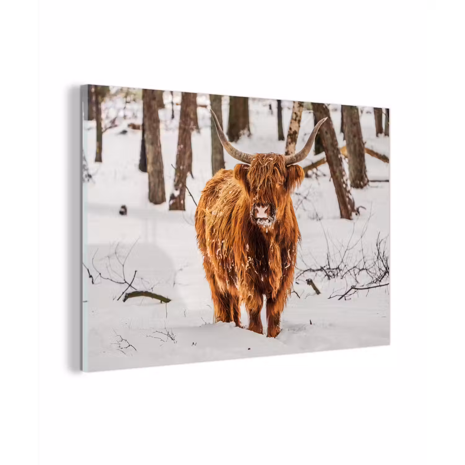 Schotse Hooglander - Sneeuw - Winter - Natuur - Dieren plexiglas 5mm klein -zzzproduct_nieuw
