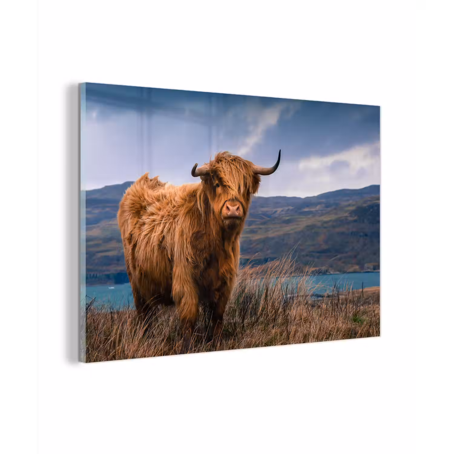 Schotse Hooglander - Berg - Water - Natuur - Koe plexiglas 5mm klein -zzzproduct_nieuw