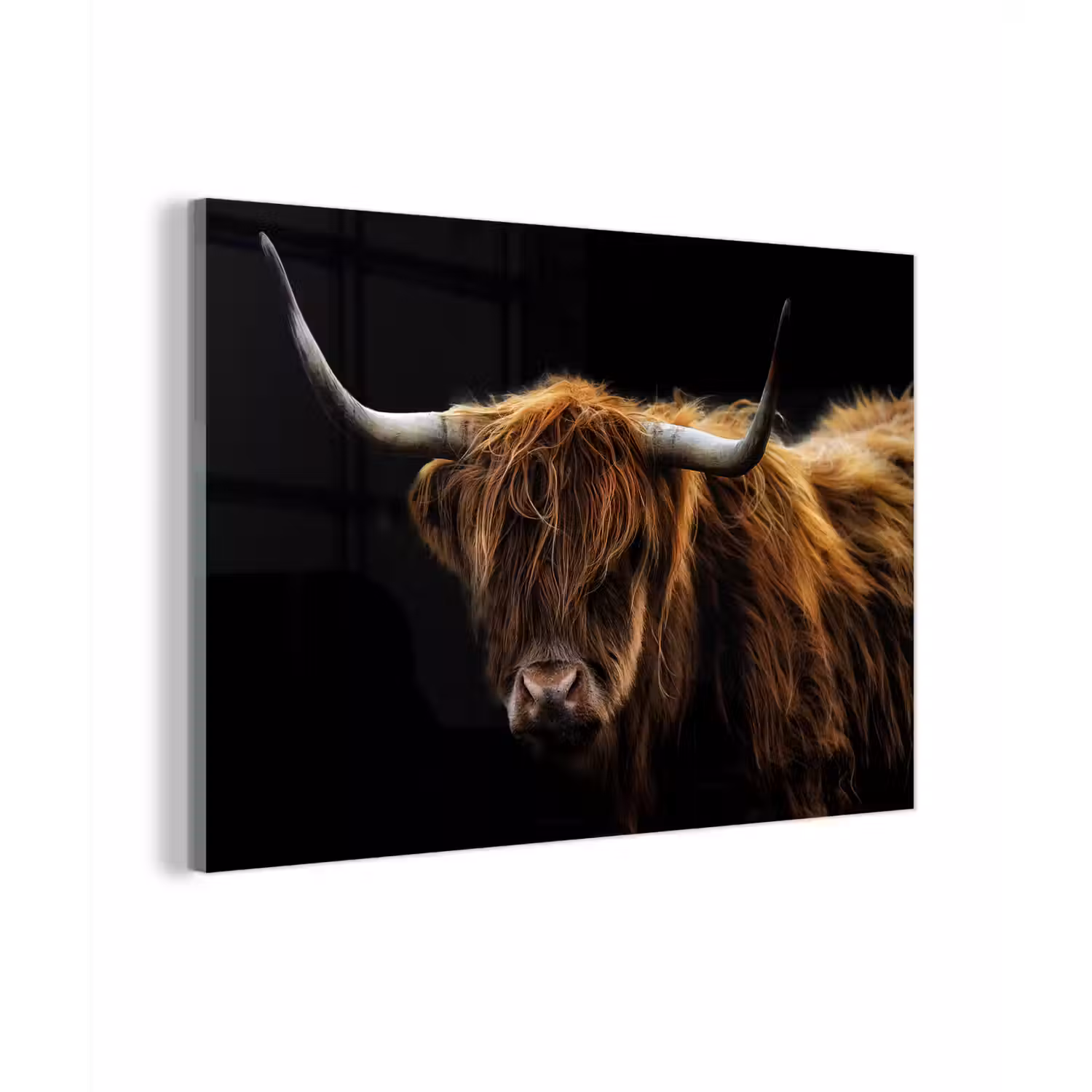 Schotse Hooglander - Horens - Zwart - Dieren - Natuur - Wild - Koe plexiglas 5mm klein -zzzproduct_nieuw