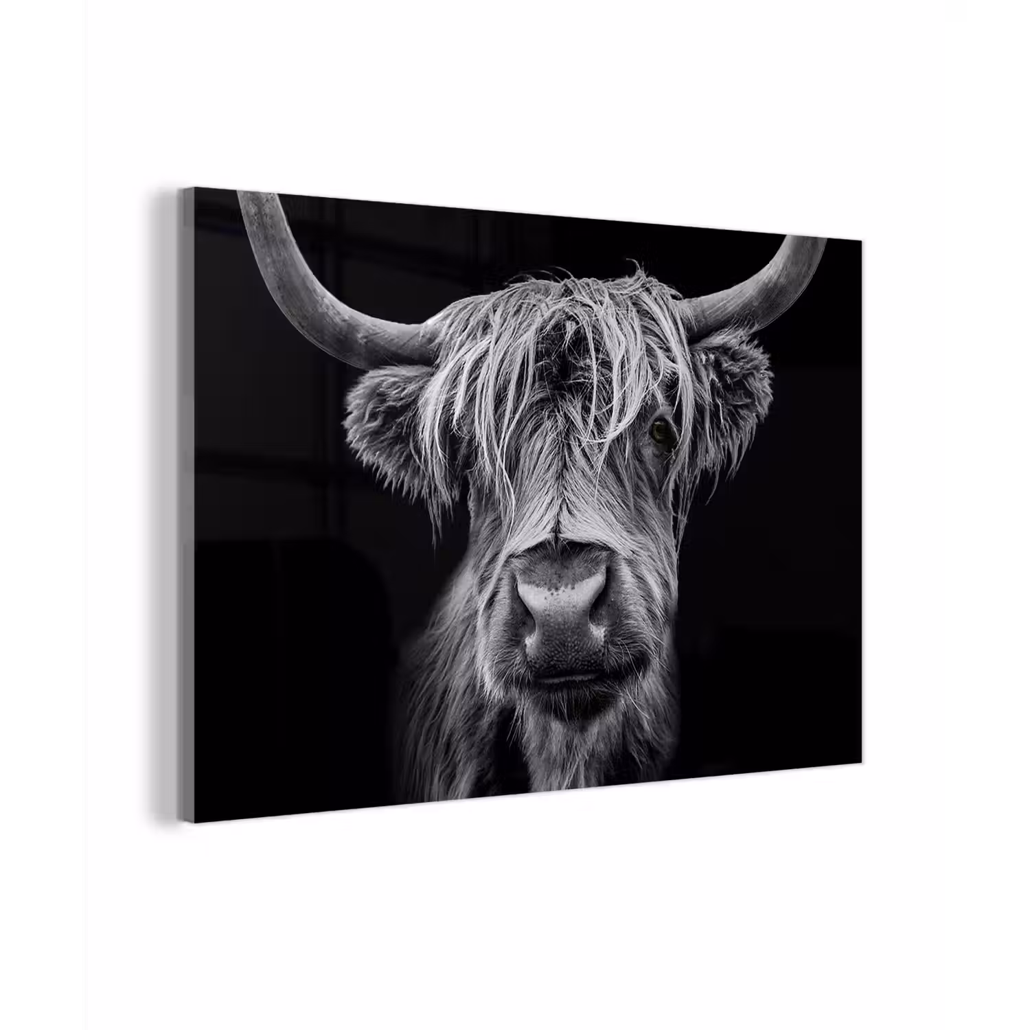 Schotse Hooglander - Horens - Zwart - Wit - Koe - Wild - Dieren plexiglas 5mm klein -zzzproduct_nieuw