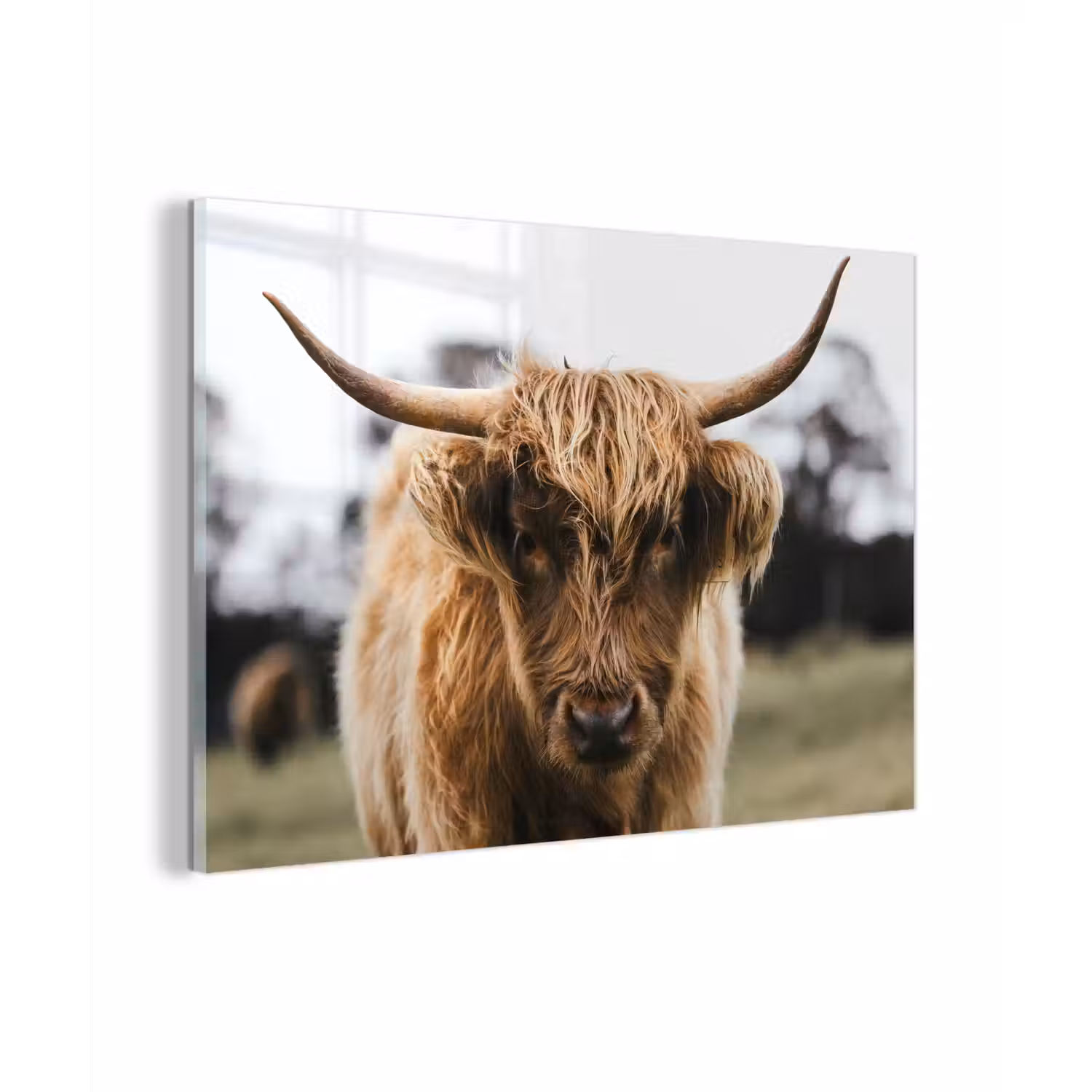Schotse Hooglander - Koe - Gras - Dieren - Natuur plexiglas 5mm klein -zzzproduct_nieuw