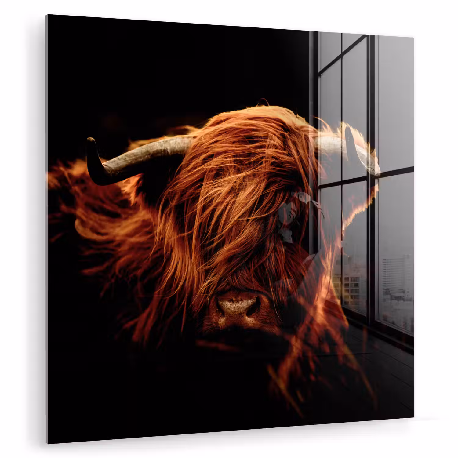 Schotse hooglander - Koe - Hoorns - Portret - Dieren plexiglas 5mm klein -zzzproduct_nieuw