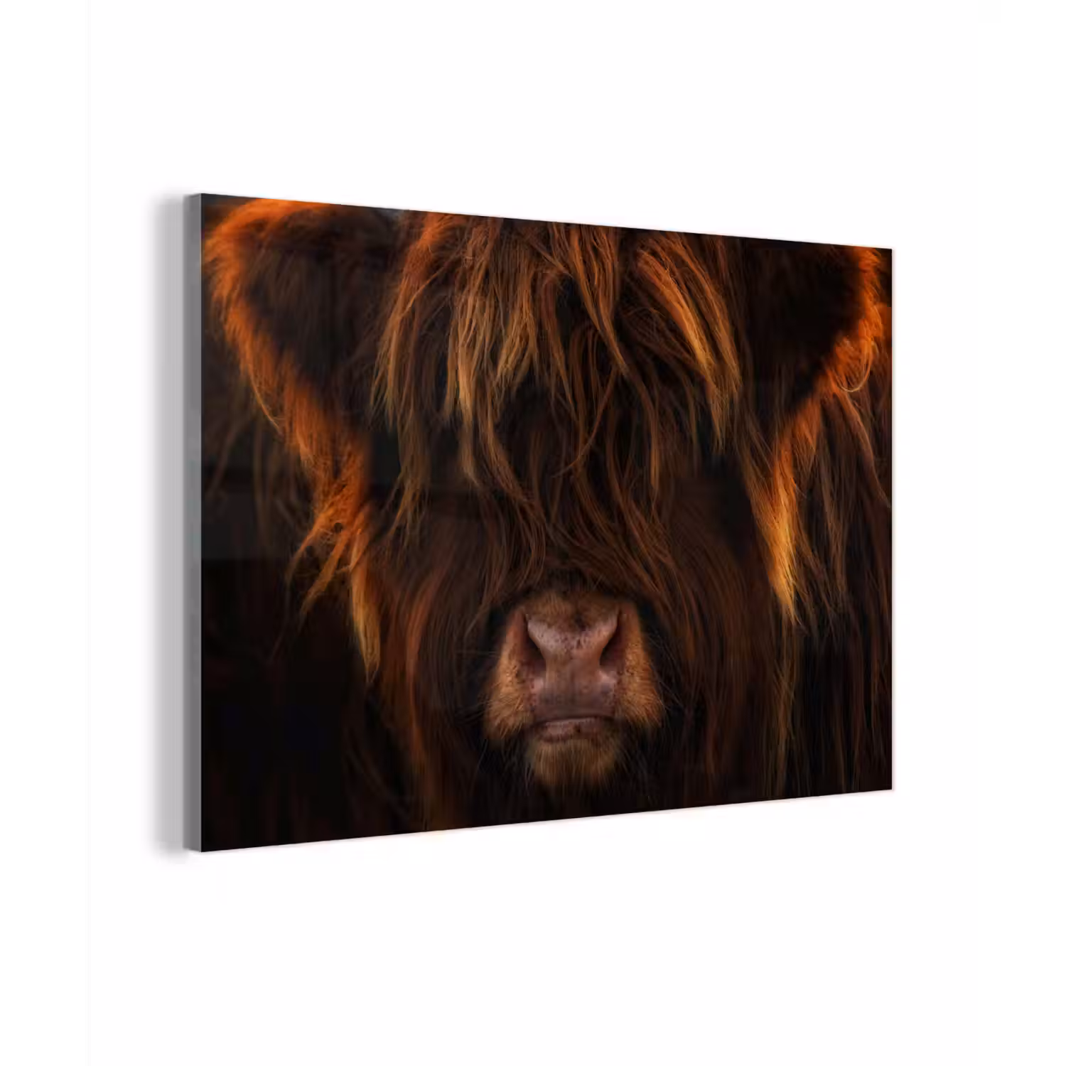 Schotse Hooglander - Koe - Portret - Dieren plexiglas 5mm klein -z3d