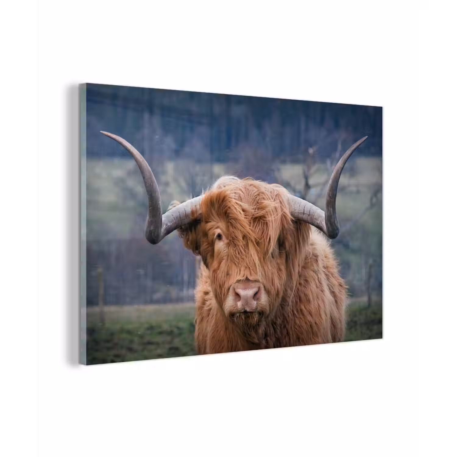 Schotse Hooglander - Koeienkop - Landschap - Natuur - Koe plexiglas 5mm klein -zzzproduct_nieuw
