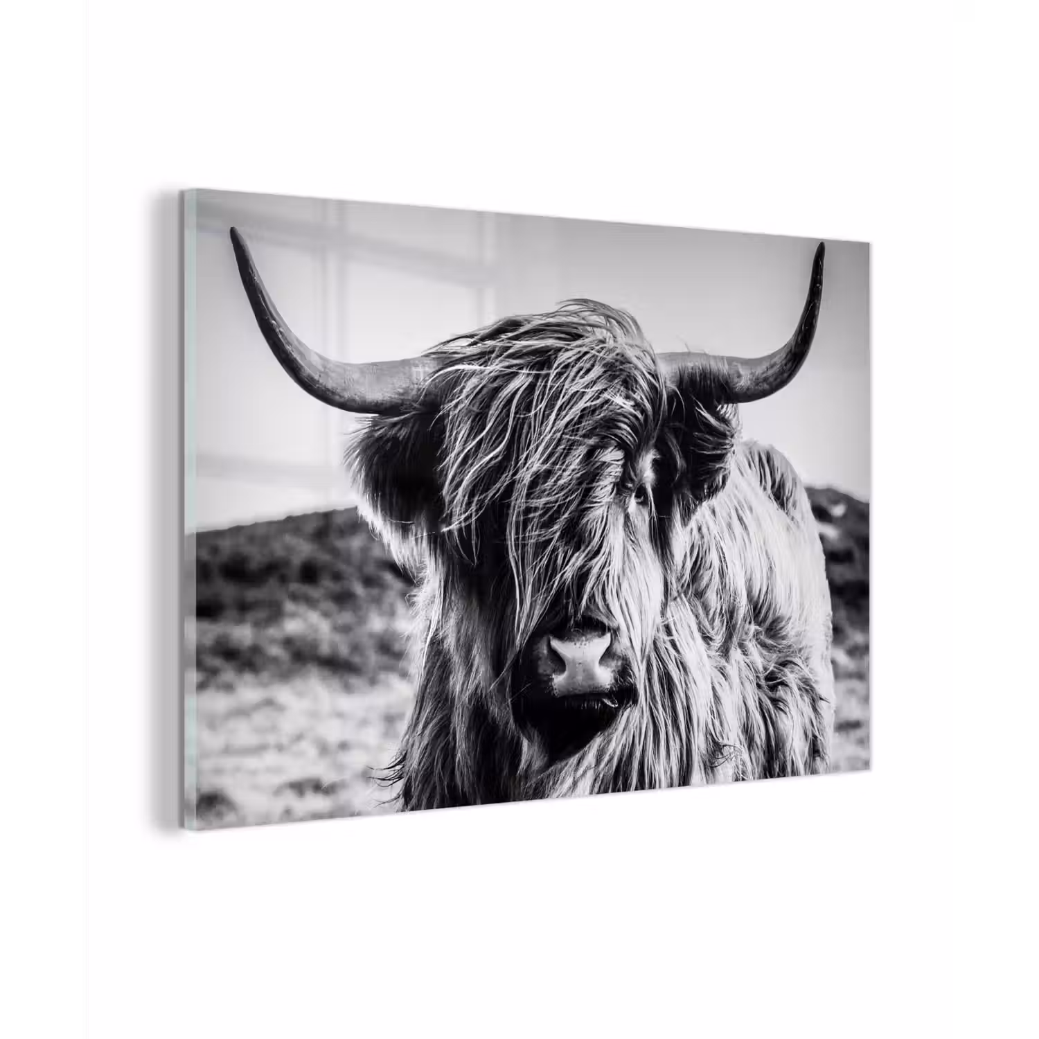 Schotse hooglander - Natuur - Koe - Zwart - Wit plexiglas 5mm klein -zzzproduct_nieuw