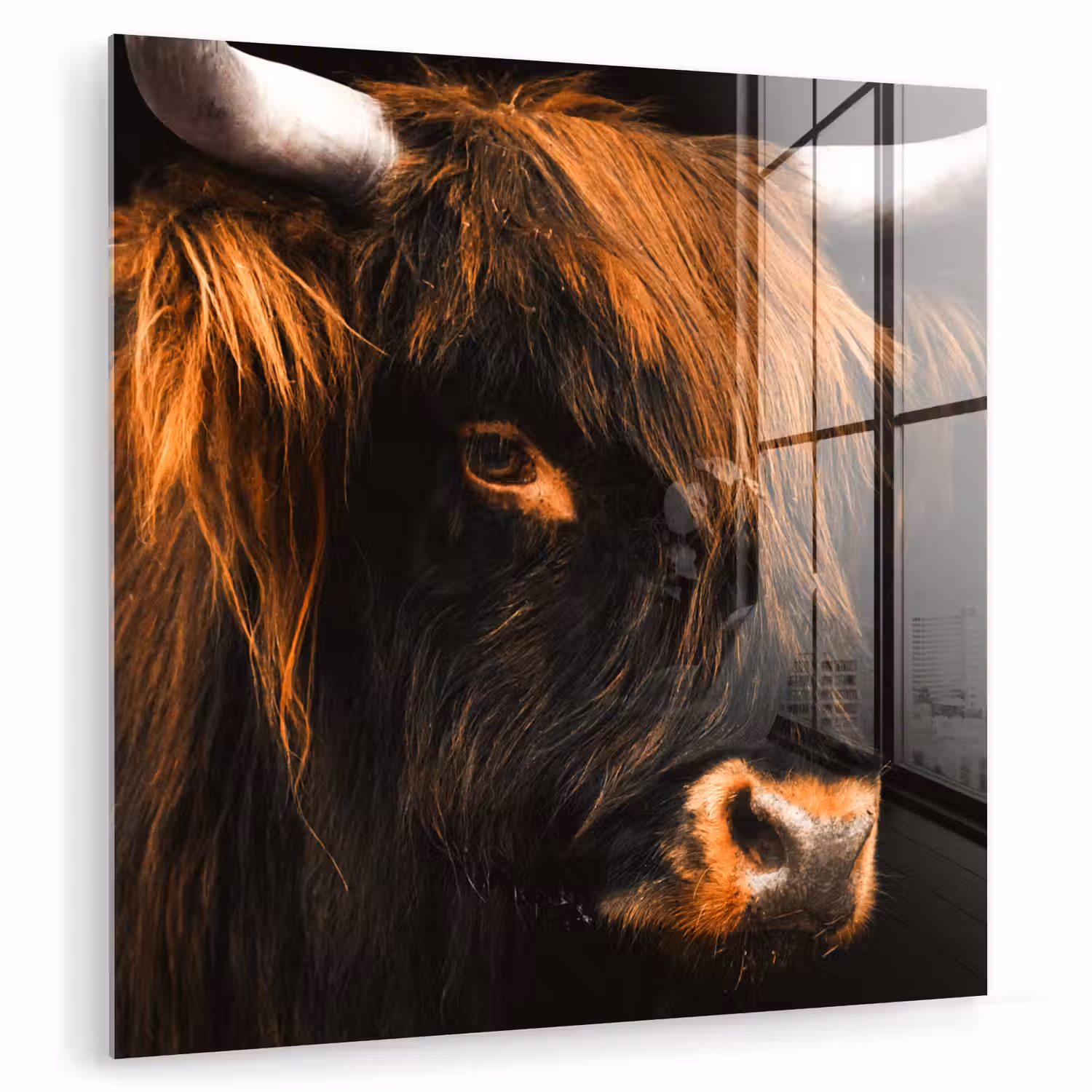 Schotse hooglander - Zwart - Koe - Hoorn - Dieren plexiglas 5mm klein -zzzproduct_nieuw