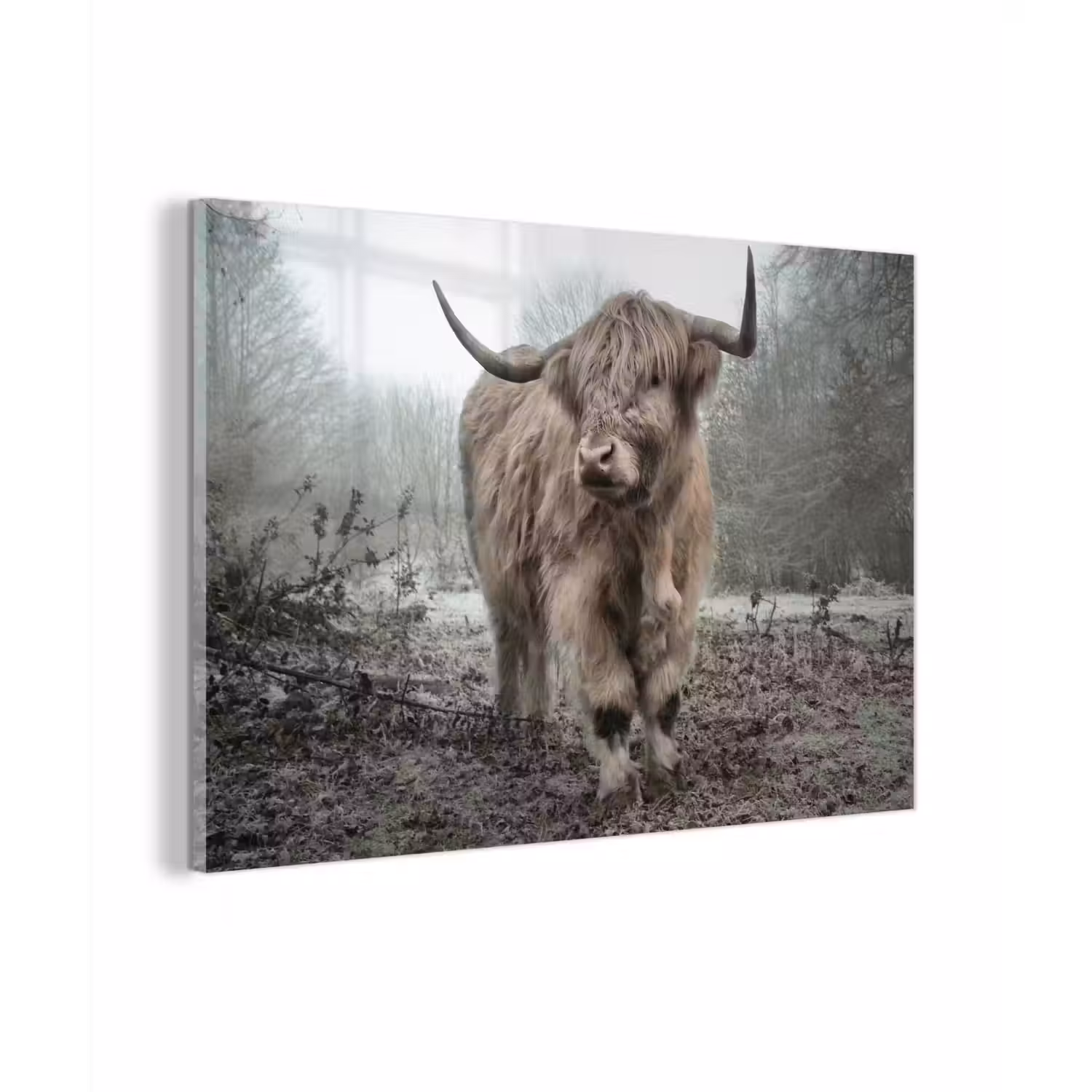 Schotse Hooglander - Bos - Mist - Koe - Dieren - Natuur plexiglas 5mm klein -zzzproduct_nieuw