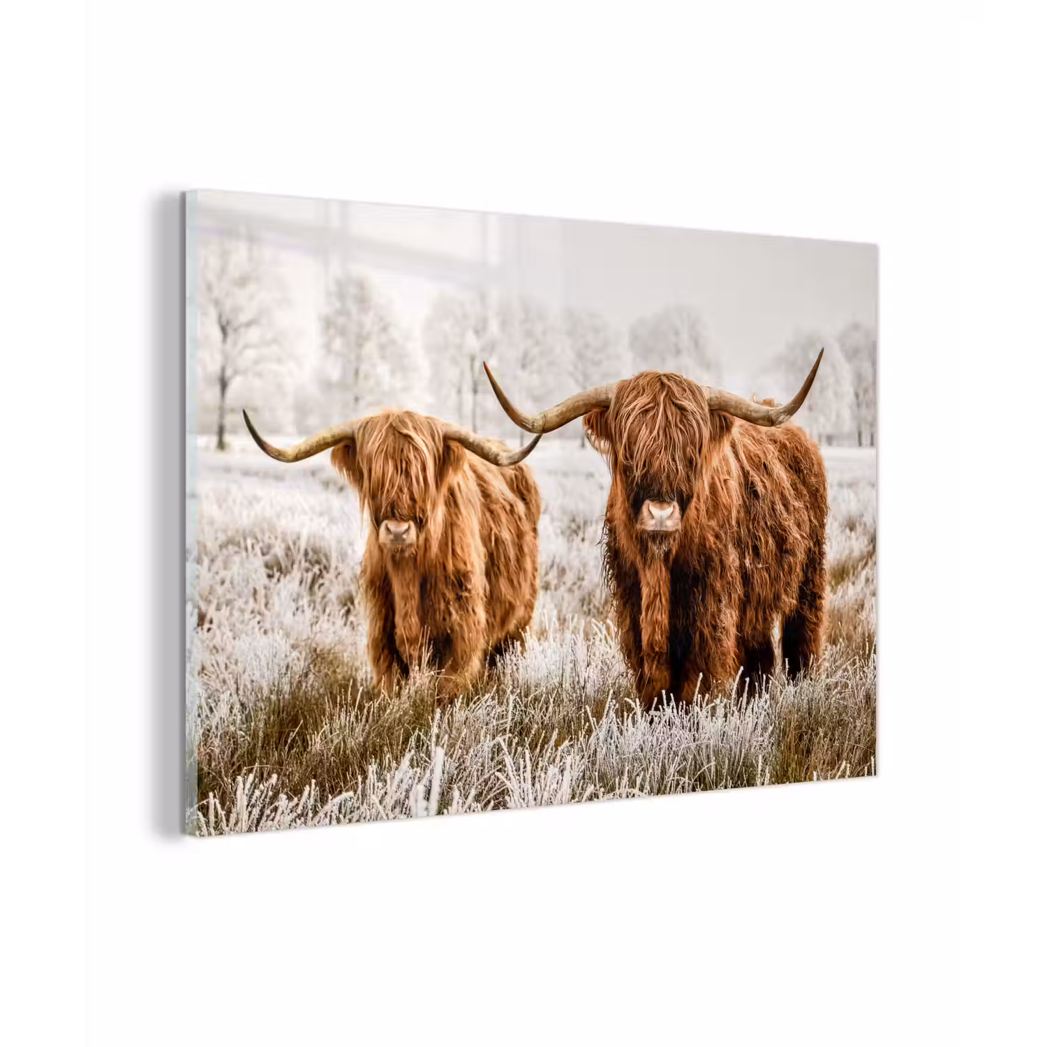 Schotse hooglander - Koe - Natuur - Winter plexiglas 5mm klein -zzzproduct_nieuw