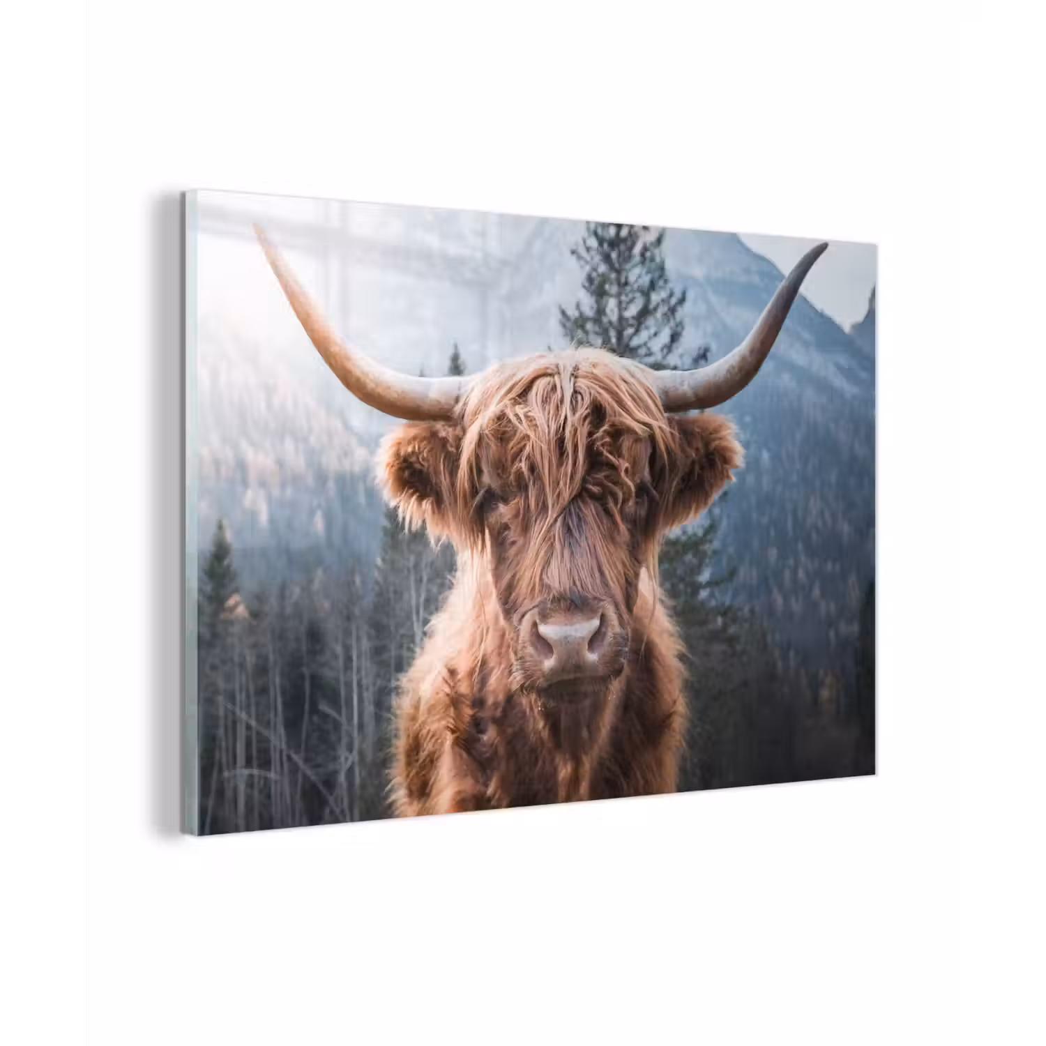 Schotse hooglander - Koe - Dieren - Berg - Natuur plexiglas 5mm klein -zzzproduct_nieuw