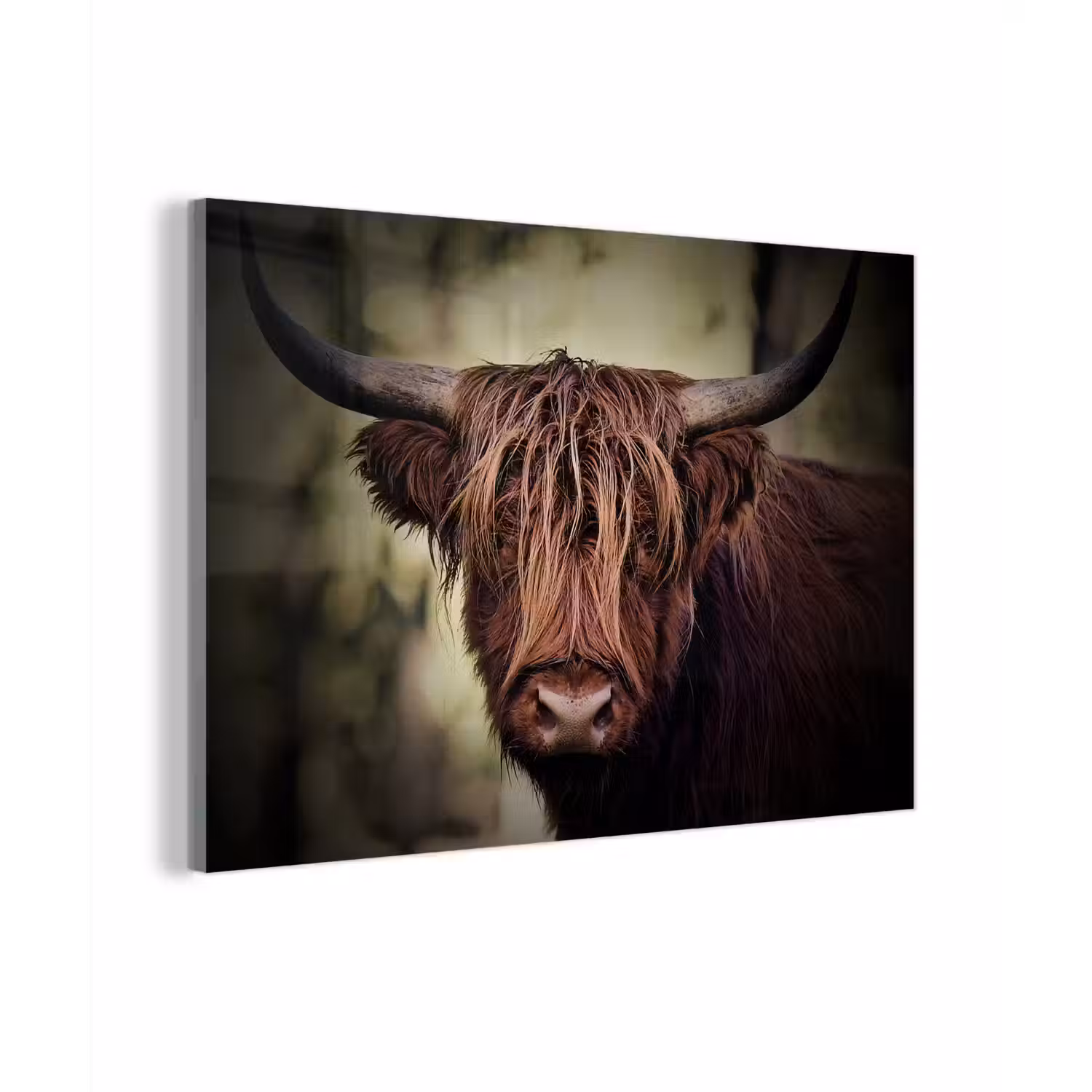 Schotse hooglander - Licht - Portret - Natuur plexiglas 5mm klein -zzzproduct_nieuw