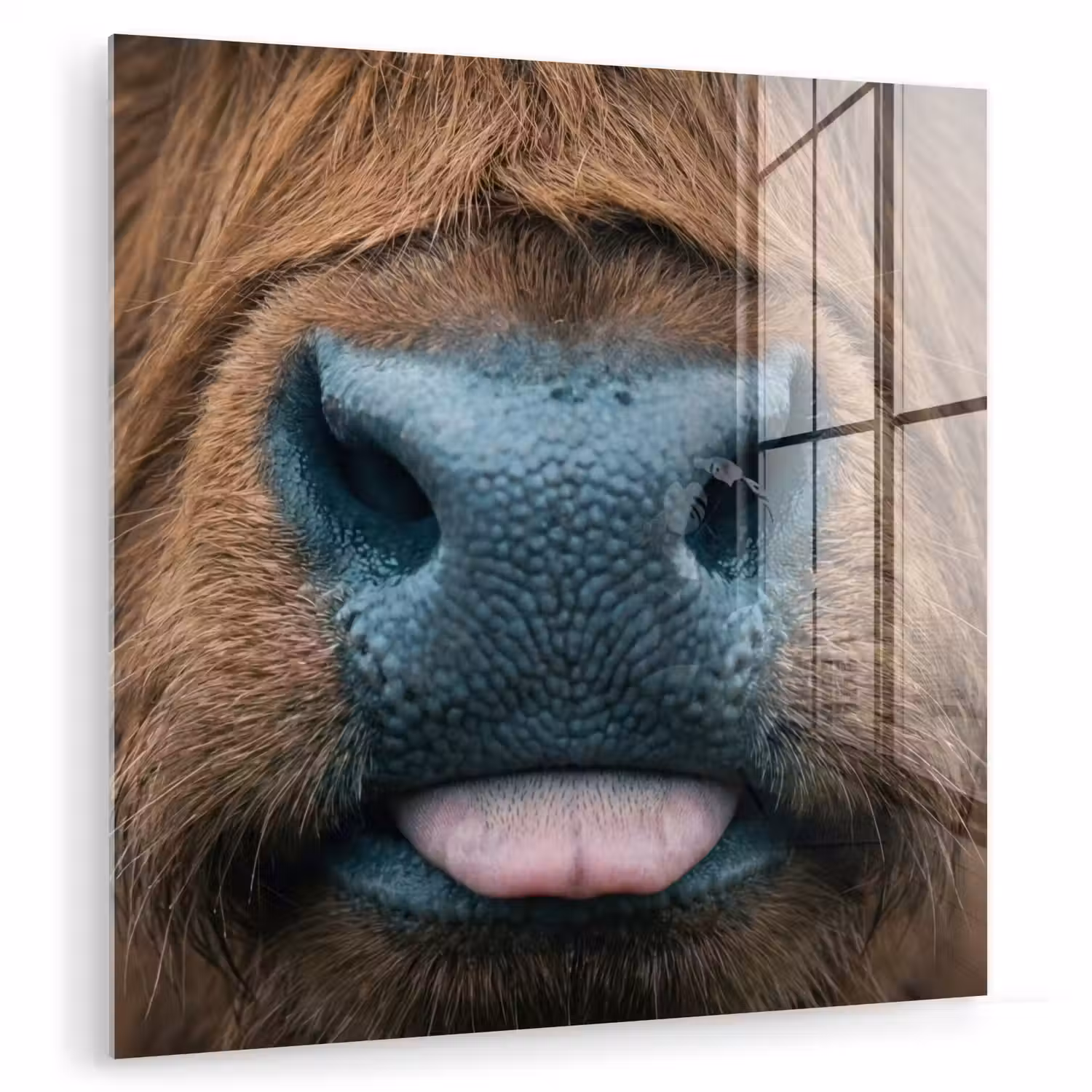 Schotse hooglander - Neus - Bruin plexiglas 5mm klein -zzzproduct_nieuw