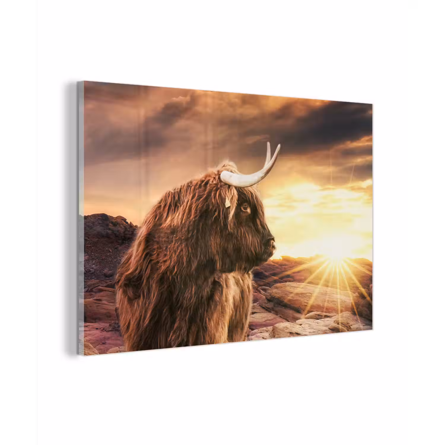 Schotse hooglander - Zon - Horizon - Koe - Dieren plexiglas 5mm klein -zzzproduct_nieuw