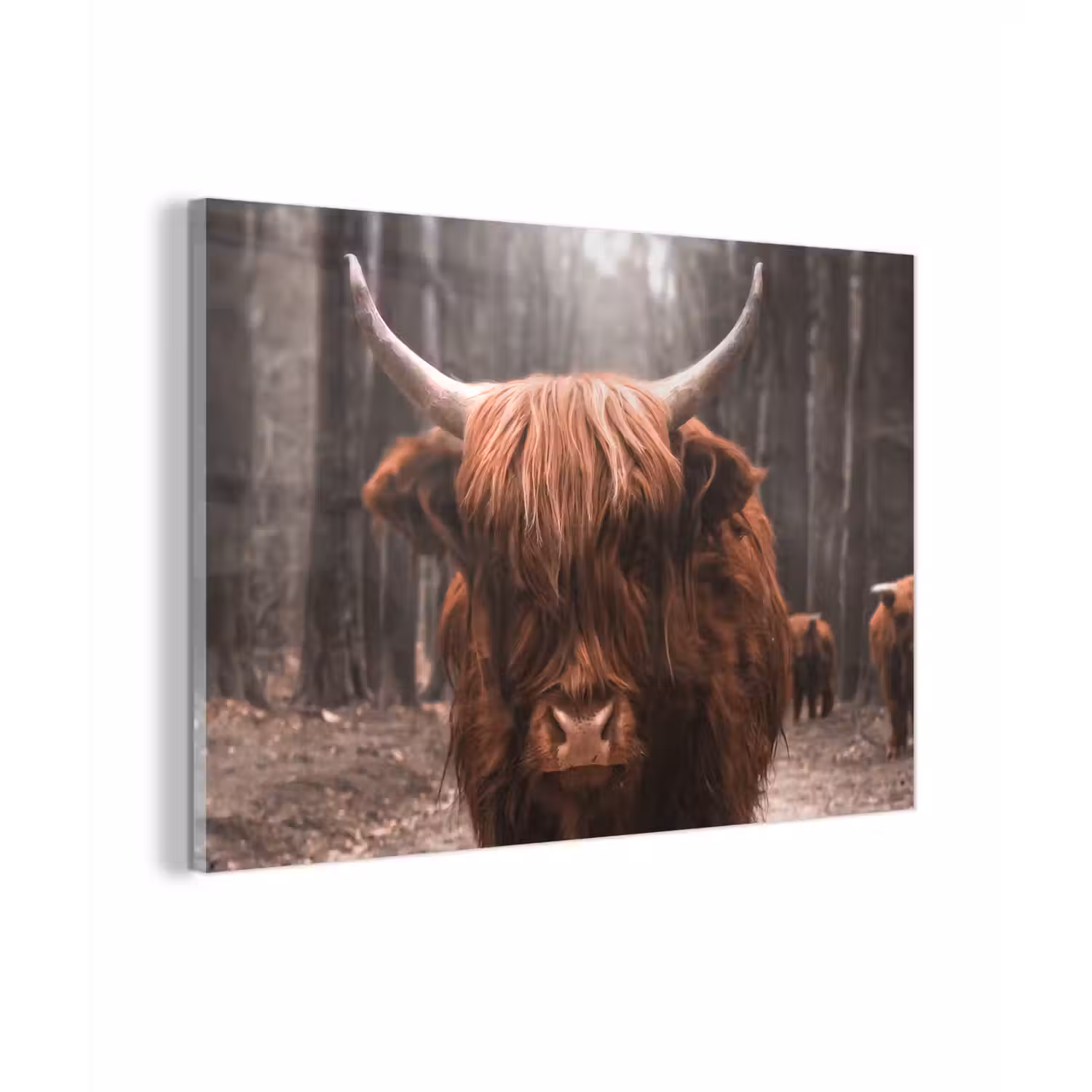 Schotse hooglander - Bos - Koe - Dieren - Natuur plexiglas 5mm klein -zzzproduct_nieuw