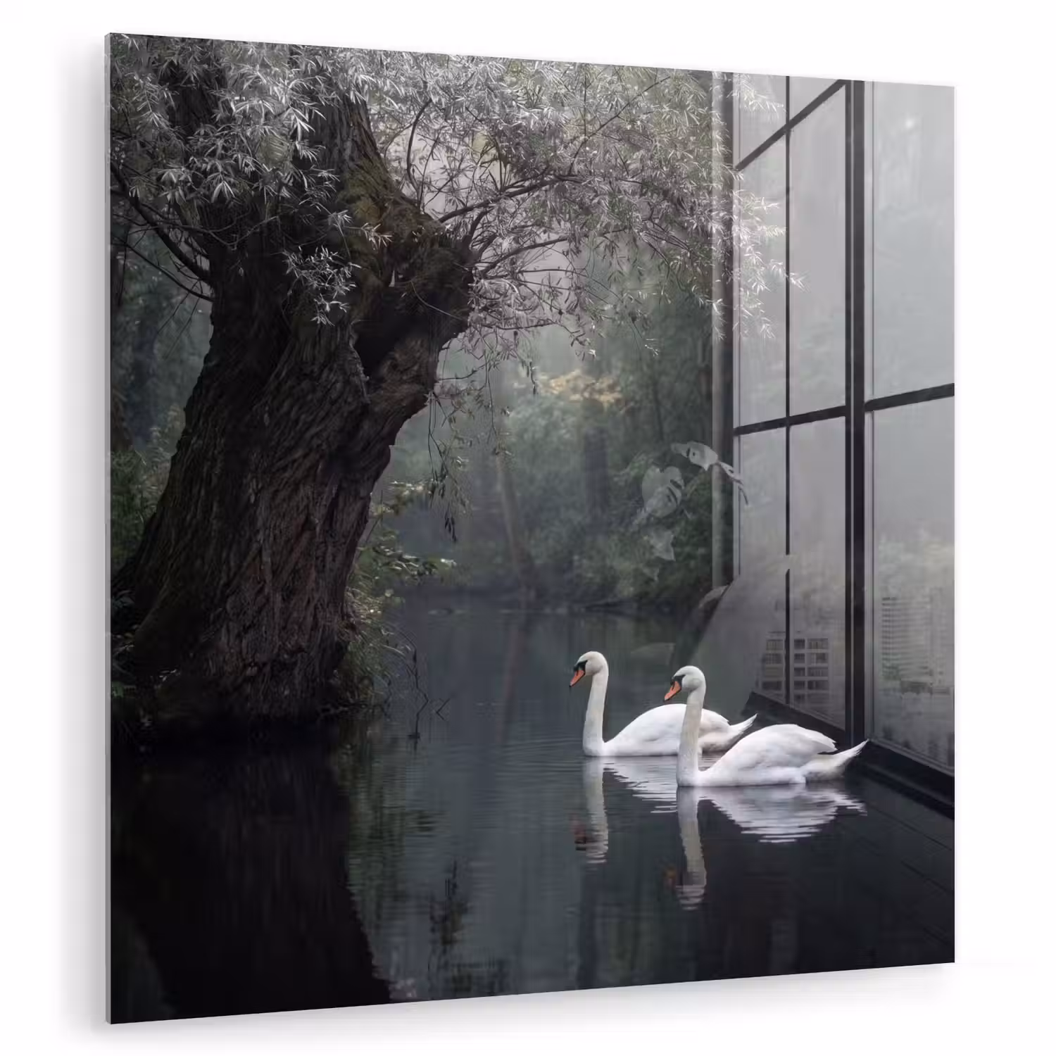 Zwanen - Rivier - Bos plexiglas 5mm klein -zzzproduct_nieuw