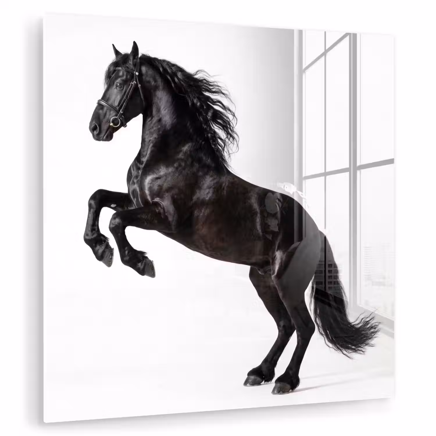 Zwart - Paard - Portret plexiglas 5mm klein -zzzproduct_nieuw
