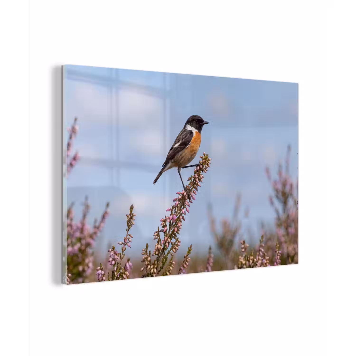 Roodborsttapuit - Heide - Paars - Natuur - Sfeervol plexiglas 5mm klein -zzzproduct_nieuw
