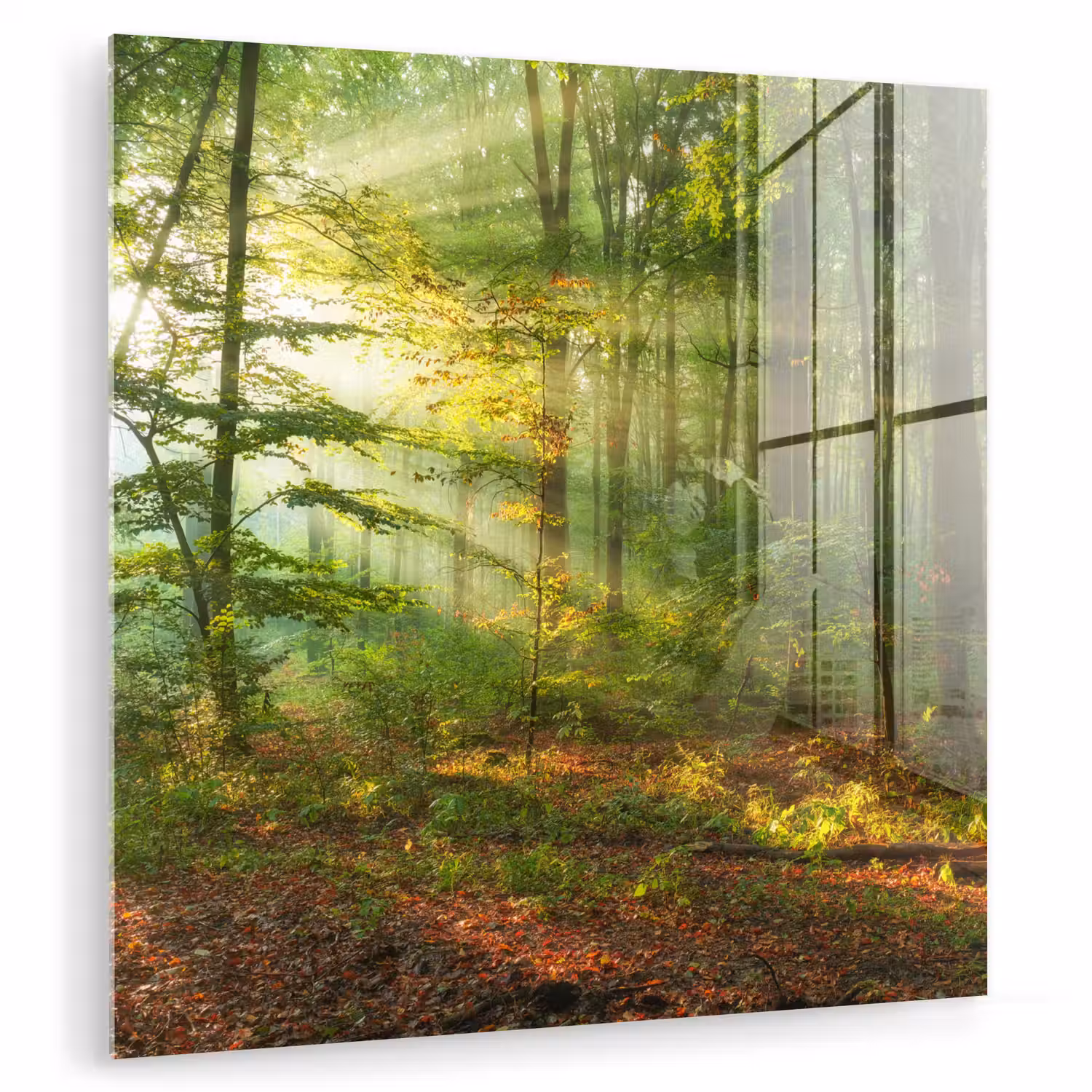 Zon - Bos - Bomen - Natuur - Herfst plexiglas 5mm klein -zzzproduct_nieuw