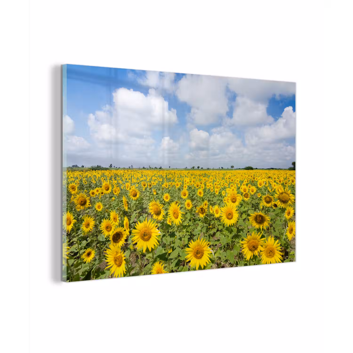 Zonnebloemen - Bloemen - Wolken - Natuur - Geel - Landschap plexiglas 5mm klein -zzzproduct_nieuw