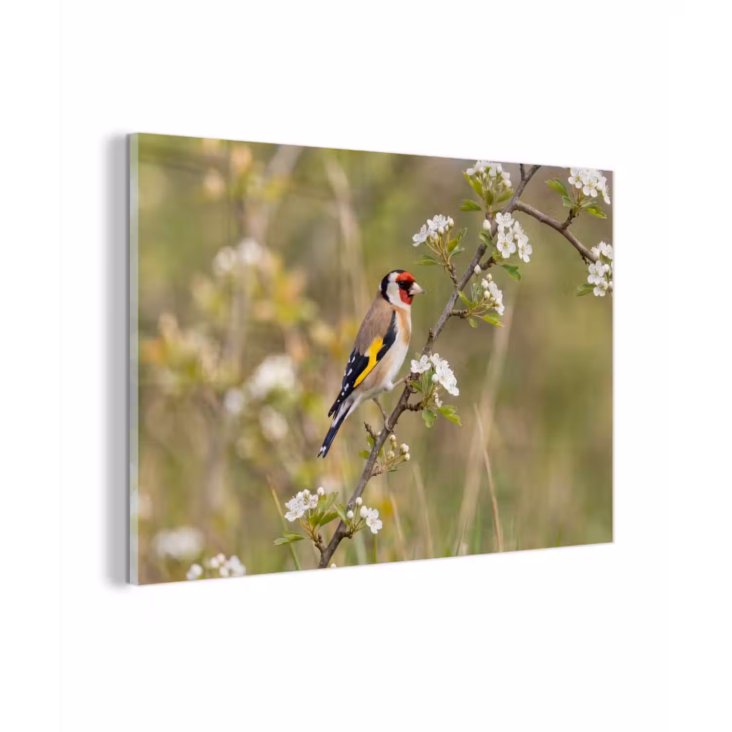 Putter - Bloesem - Lente - Natuur - Kleurrijk plexiglas 5mm klein -zzzproduct_nieuw