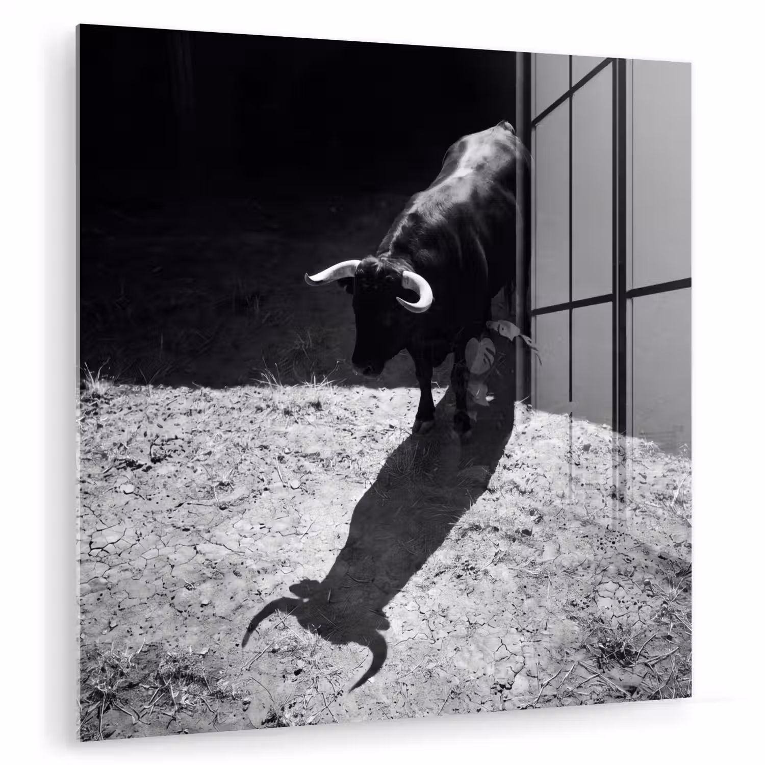 Stier - Schaduw - Dieren - Contrast - Zwart-wit plexiglas 5mm klein -zzzproduct_nieuw