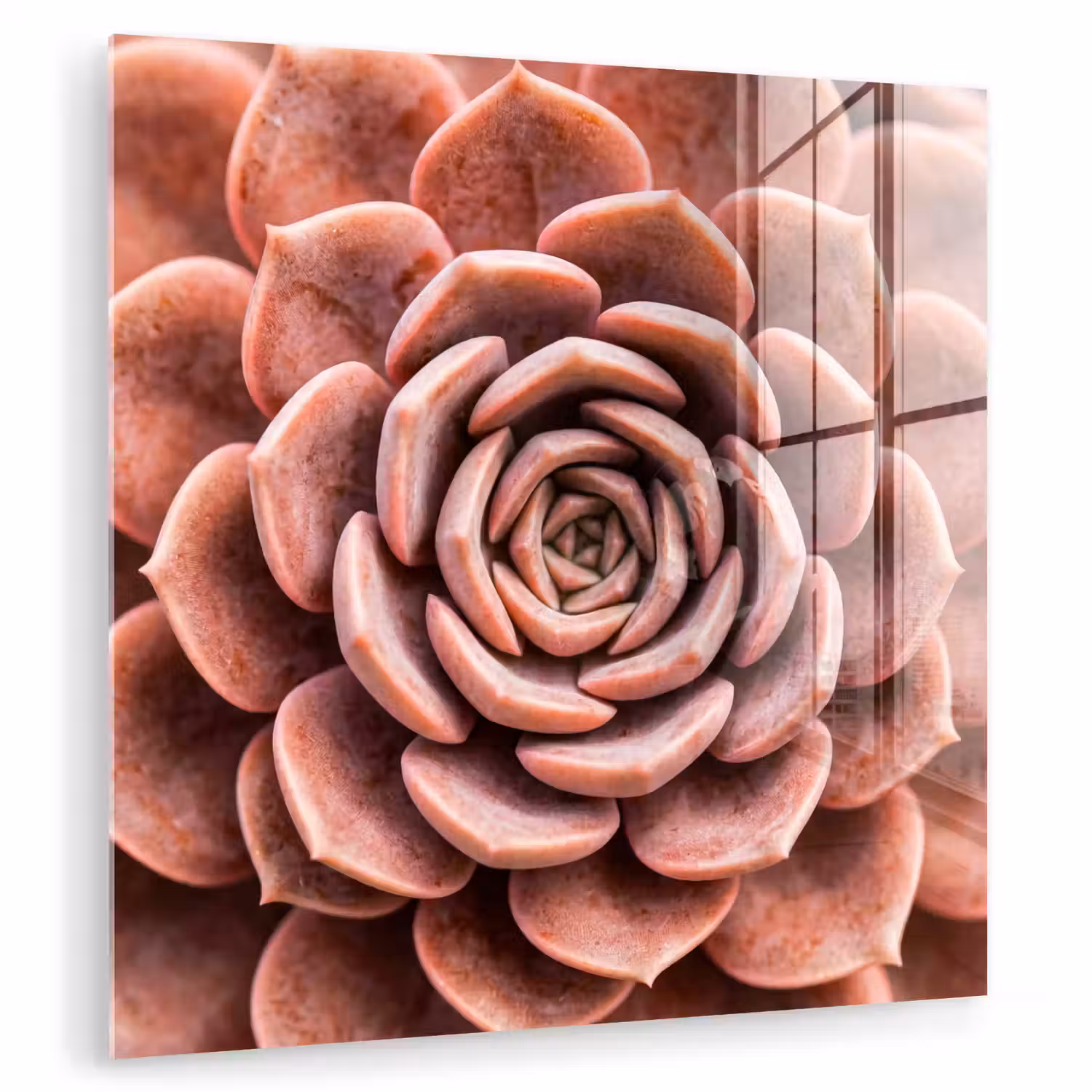 Vetplant - Organisch - Roze plexiglas 5mm klein -zzzproduct_nieuw