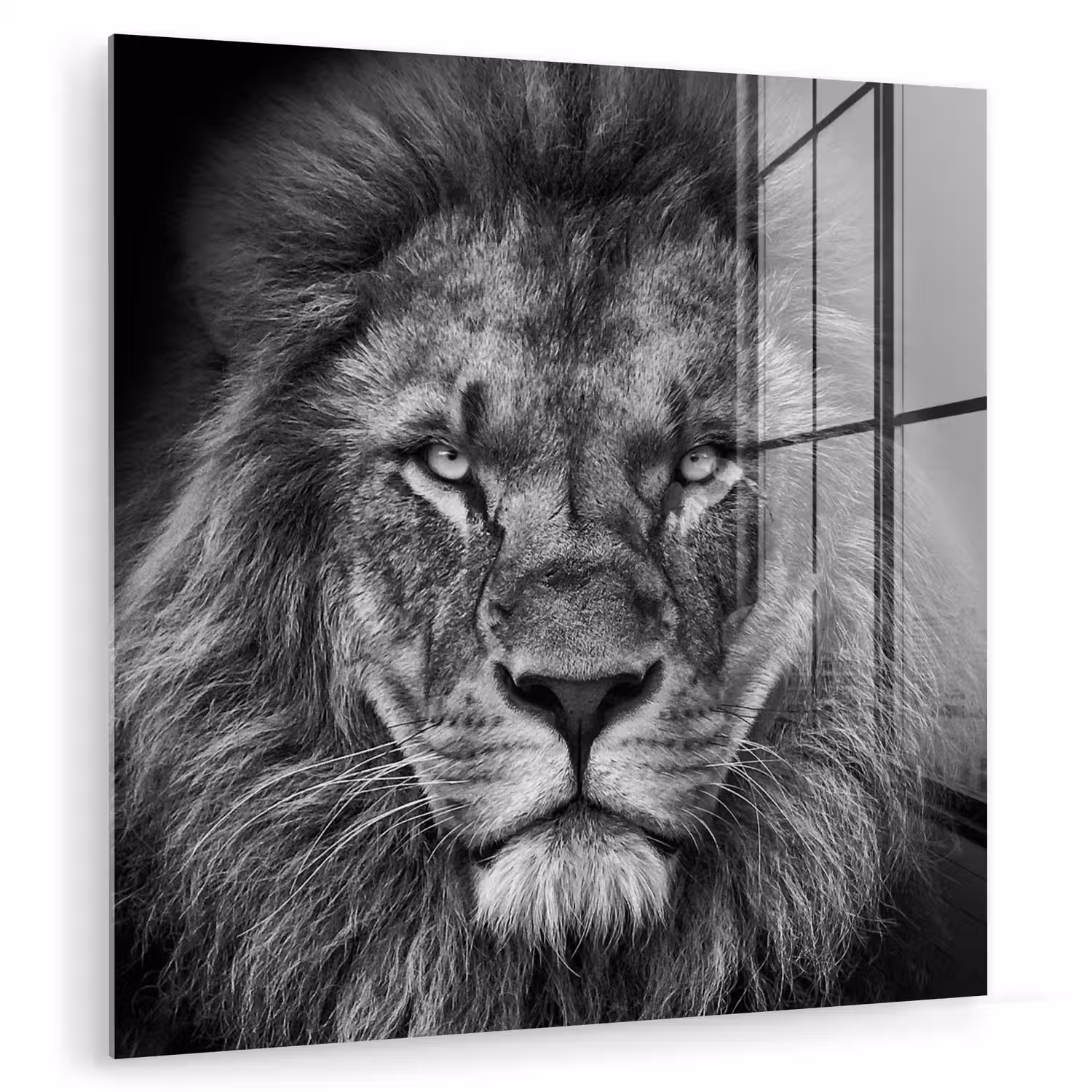 Dieren - Leeuw - Zwart - Wit - Portret plexiglas 5mm klein -zzzproduct_nieuw