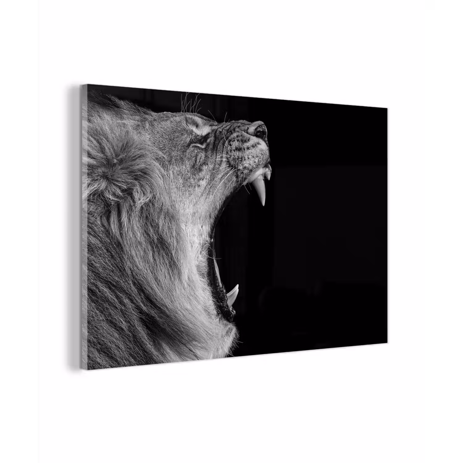 Dieren - Leeuw - Zwart - Wit - Portret plexiglas 5mm klein -zzzproduct_nieuw