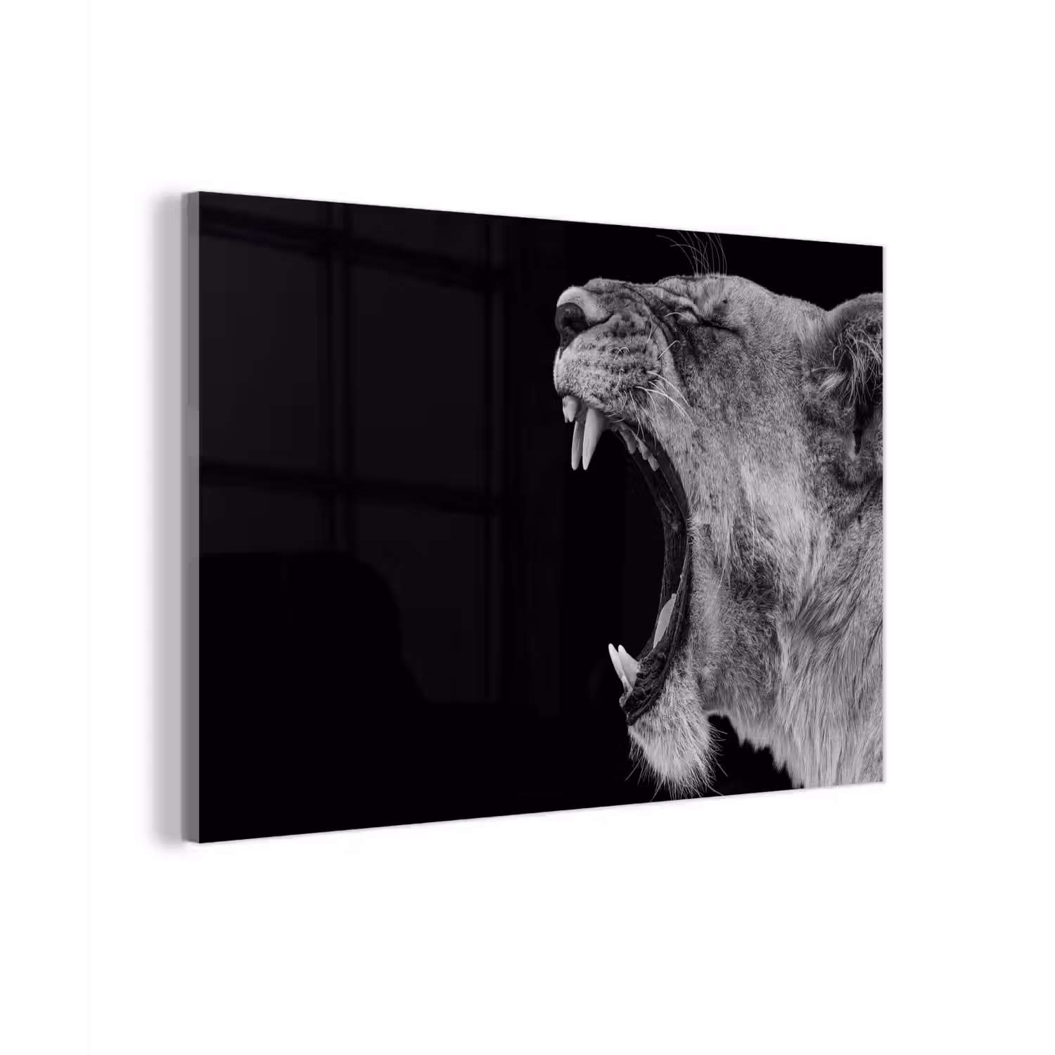 Dieren - Leeuw - Zwart - Wit - Portret plexiglas 5mm klein -zzzproduct_nieuw