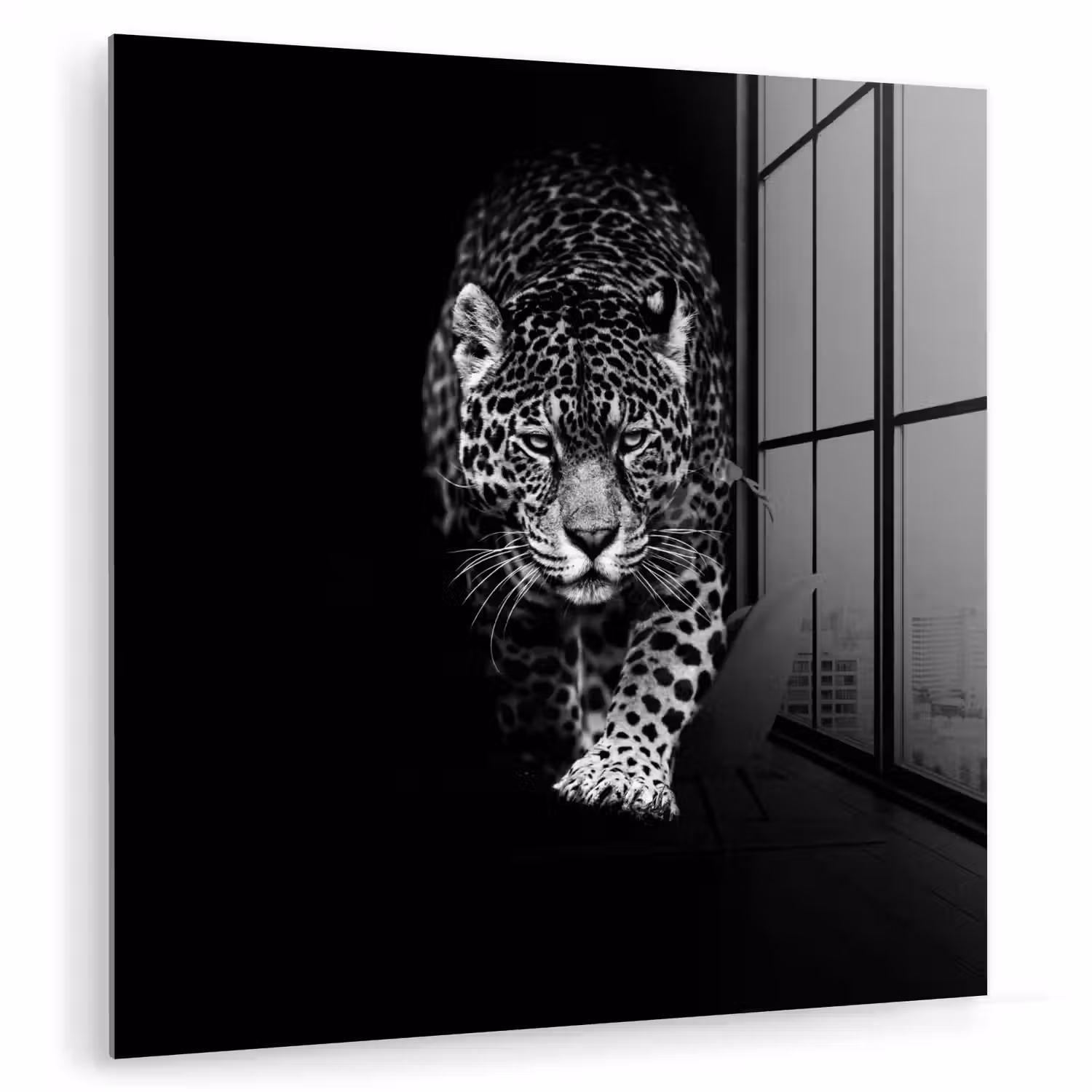 Dieren - Zwart - Luipaard - Wit - Wild plexiglas 5mm klein -zzzproduct_nieuw
