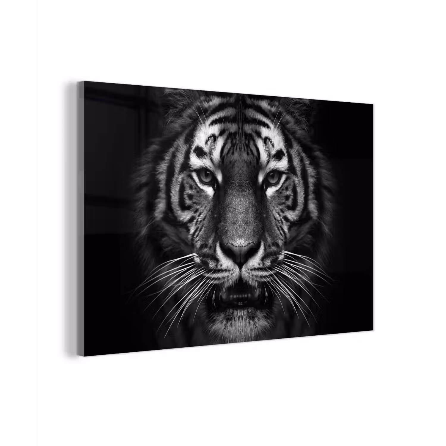 Tijger - Dieren - Zwart - Wit - Portret - Wild plexiglas 5mm klein -zzzproduct_nieuw