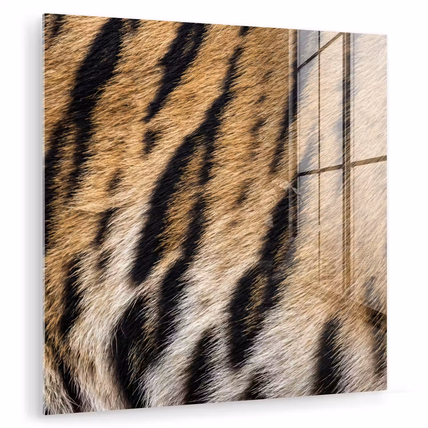 Tijgervacht - Klassiek - Zwart plexiglas 5mm klein -zzzproduct_nieuw