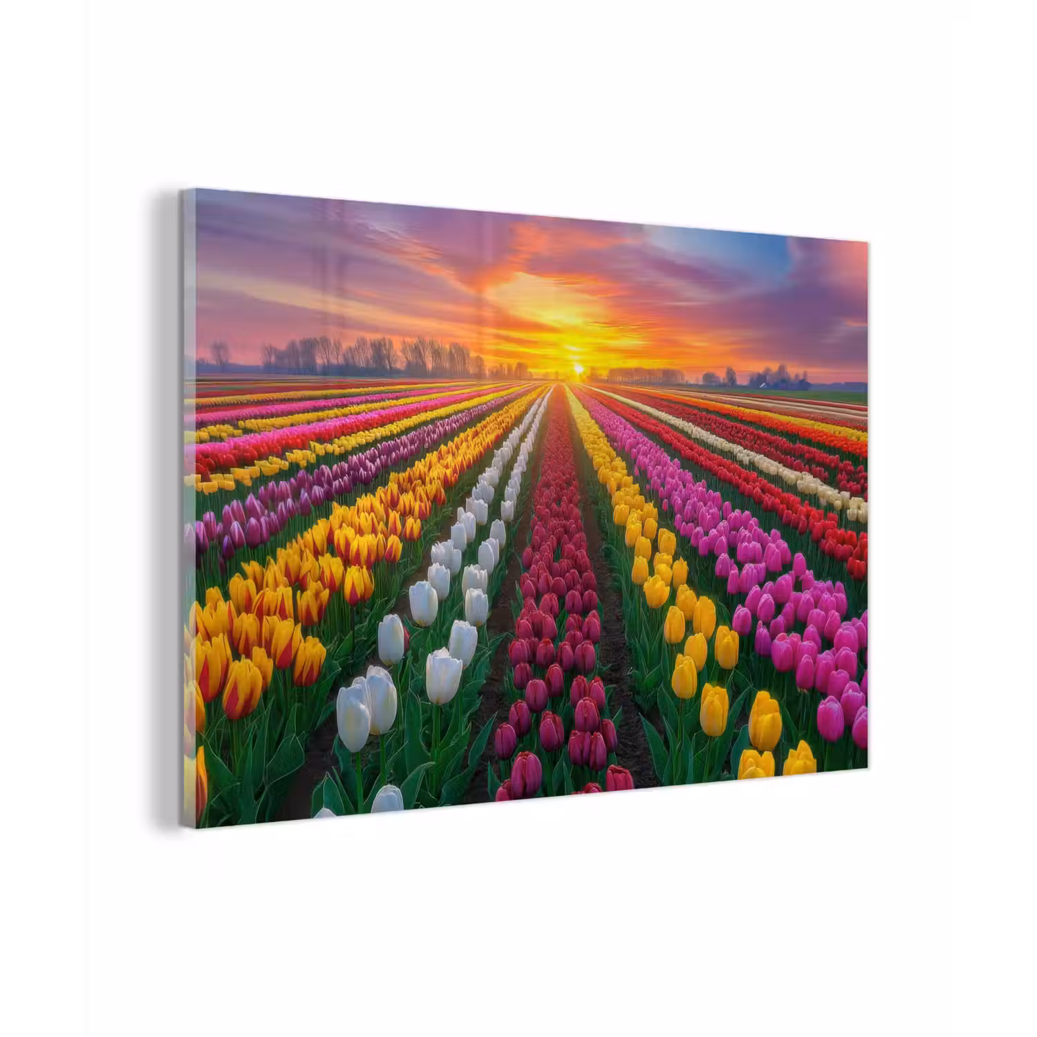 Tulpenveld - Zonsondergang - Kleurrijk plexiglas 5mm klein -zzzproduct_nieuw
