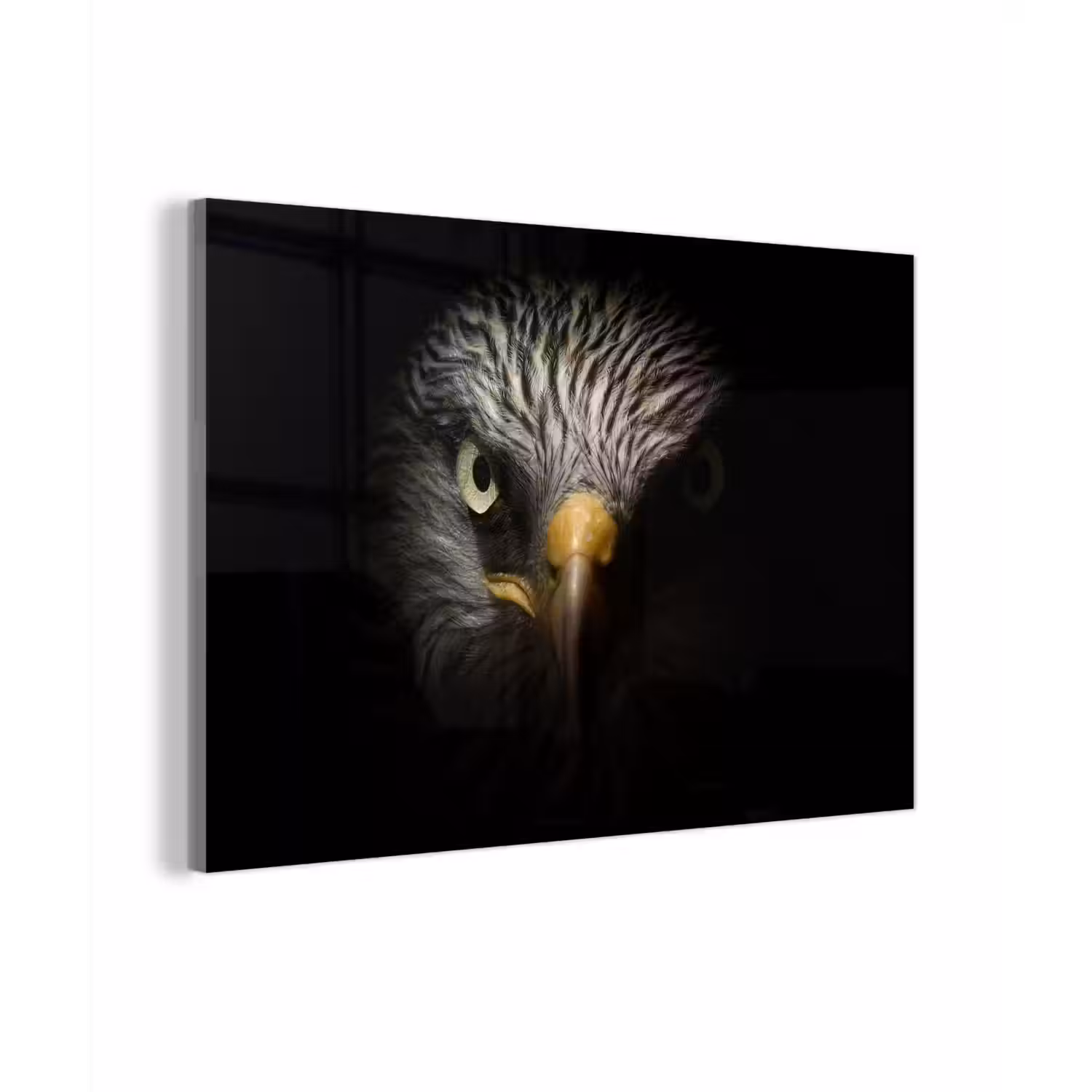 Vogel - Adelaar - Roofvogels - Oog - Snavel - Licht plexiglas 5mm klein -zzzproduct_nieuw
