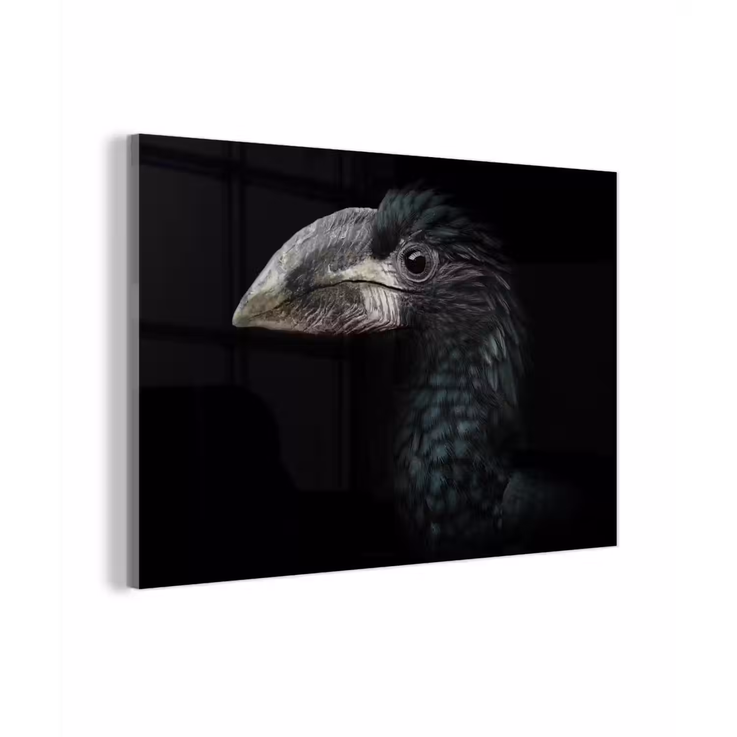 Vogel - Portret - Neushoornvogel - Zwart - Dieren plexiglas 5mm klein -zzzproduct_nieuw