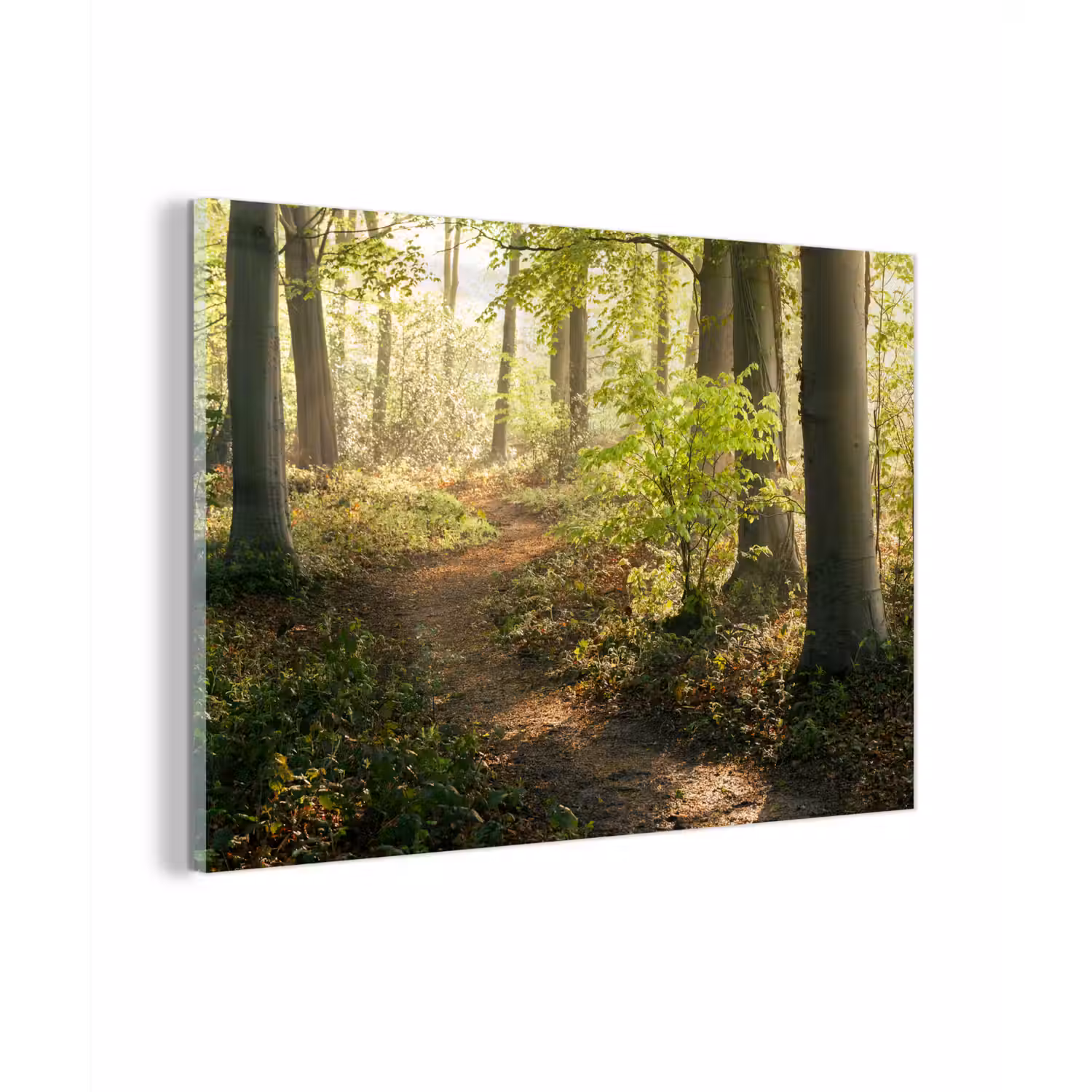 Bos - Bomen - Pad - Zon - Planten - Bladeren - Natuur plexiglas 5mm klein -zzzproduct_nieuw