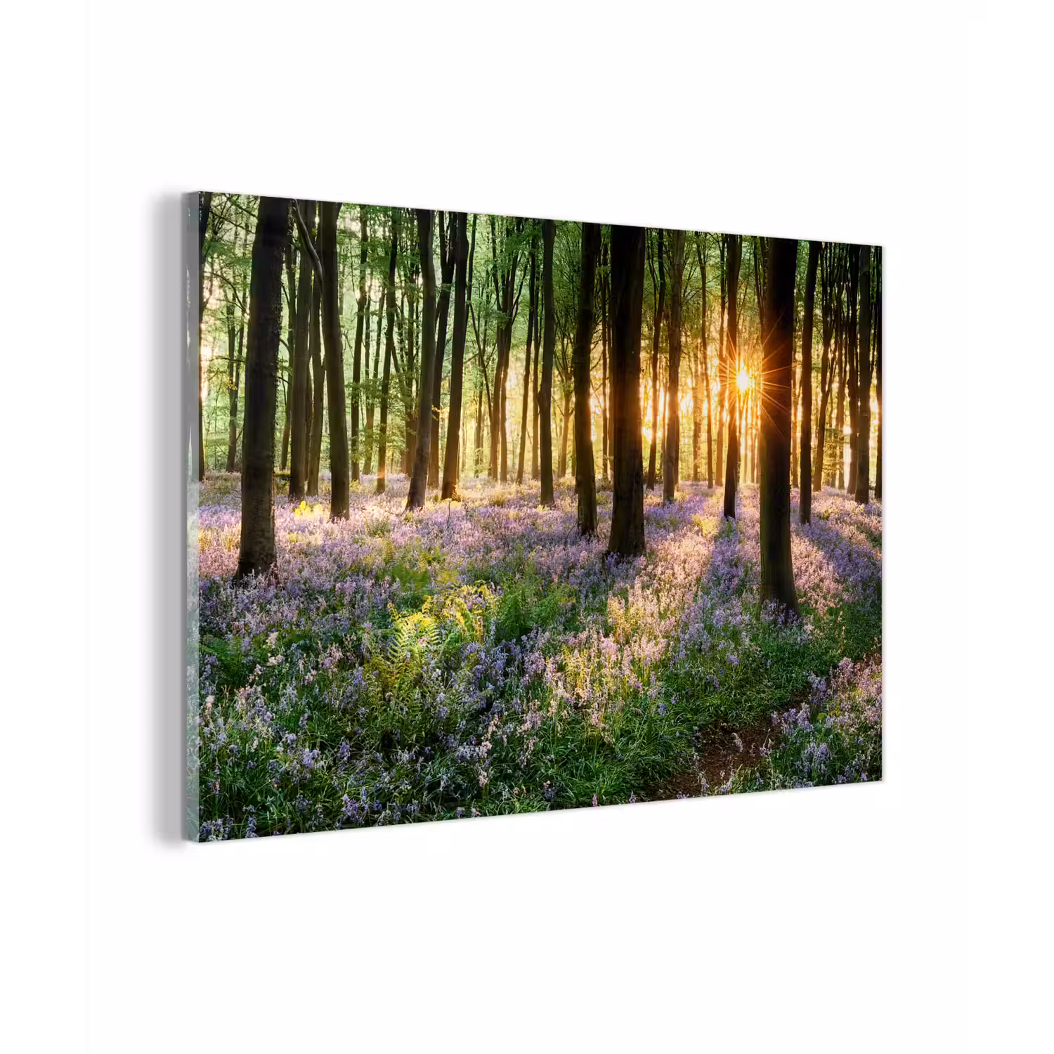 Bos - Bloemen - Lavendel - Zon - Paars - Natuur plexiglas 5mm klein -zzzproduct_nieuw