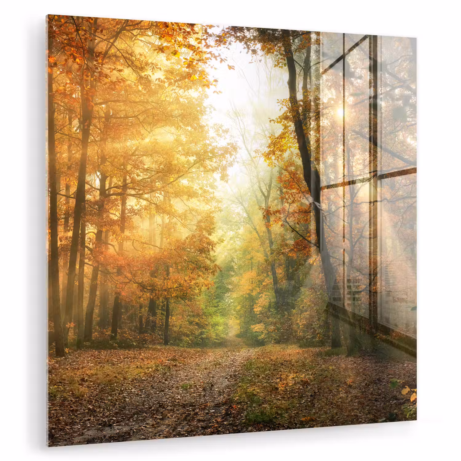 Bos - Herfst - Zon - Landschap - Natuur - Bomen - Bladeren plexiglas 5mm klein -zzzproduct_nieuw