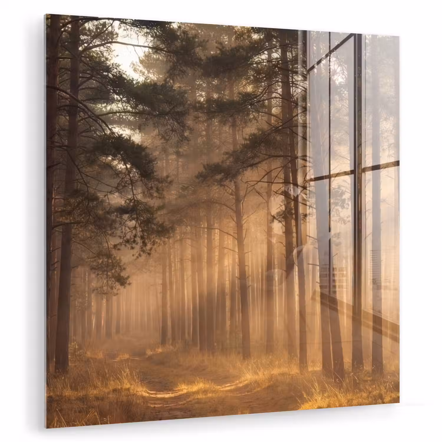 Bos - Mist - Zonlicht plexiglas 5mm klein -zzzproduct_nieuw