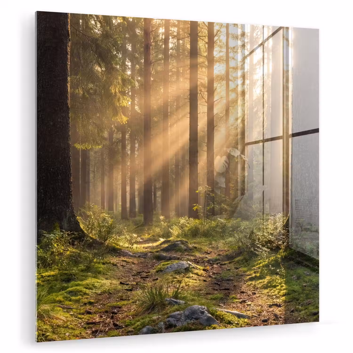 Bos - Zonlicht - Gras plexiglas 5mm klein -zzzproduct_nieuw