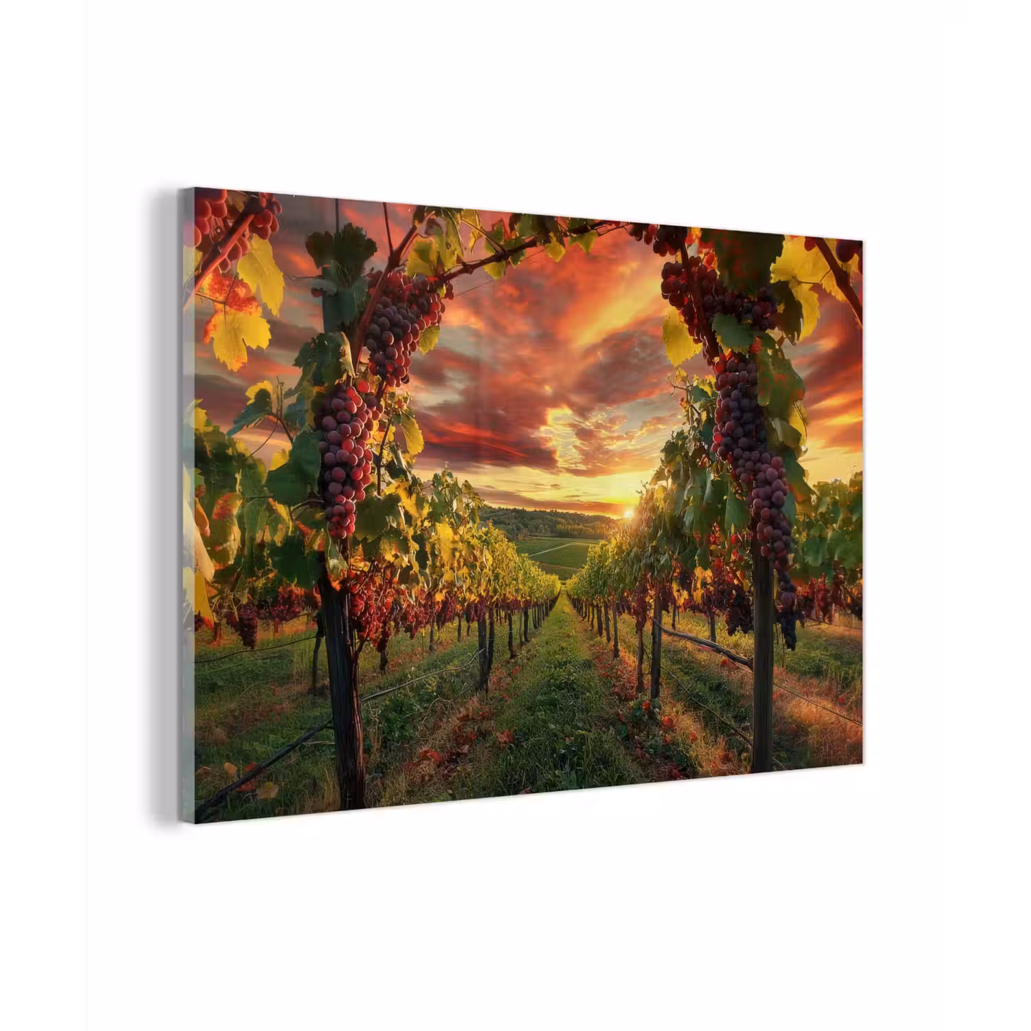 Wijngaard - Druiven - Zonsondergang plexiglas 5mm klein -zzzproduct_nieuw