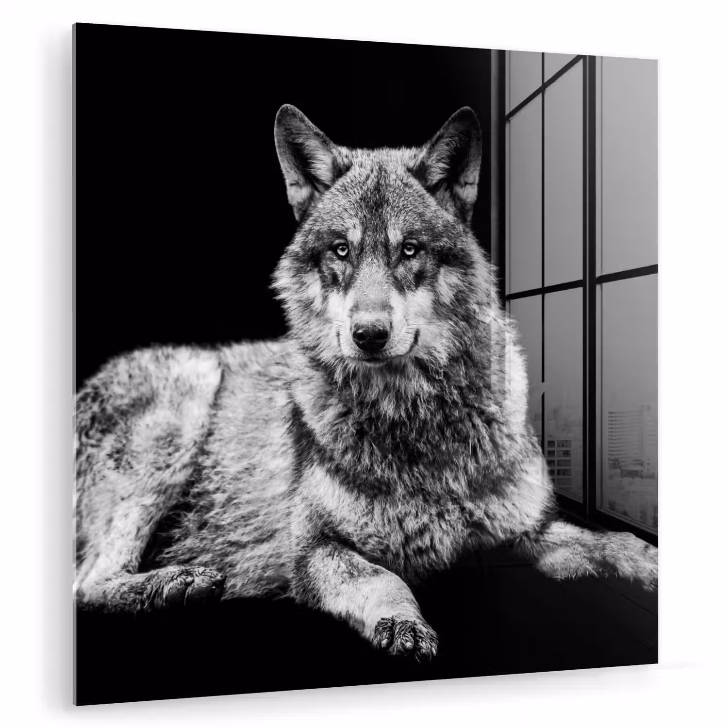 Wilde dieren - Wolf - Zwart - Wit plexiglas 5mm klein -zzzproduct_nieuw