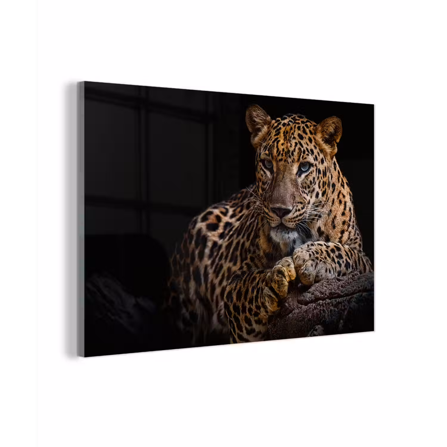 Wilde dieren - Panter - Portret - Zwart - Dieren plexiglas 5mm klein -zzzproduct_nieuw