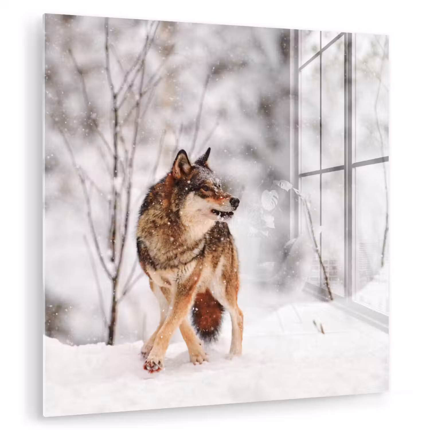Wolf - Winter - Sneeuw - Natuur - Dieren plexiglas 5mm klein -zzzproduct_nieuw