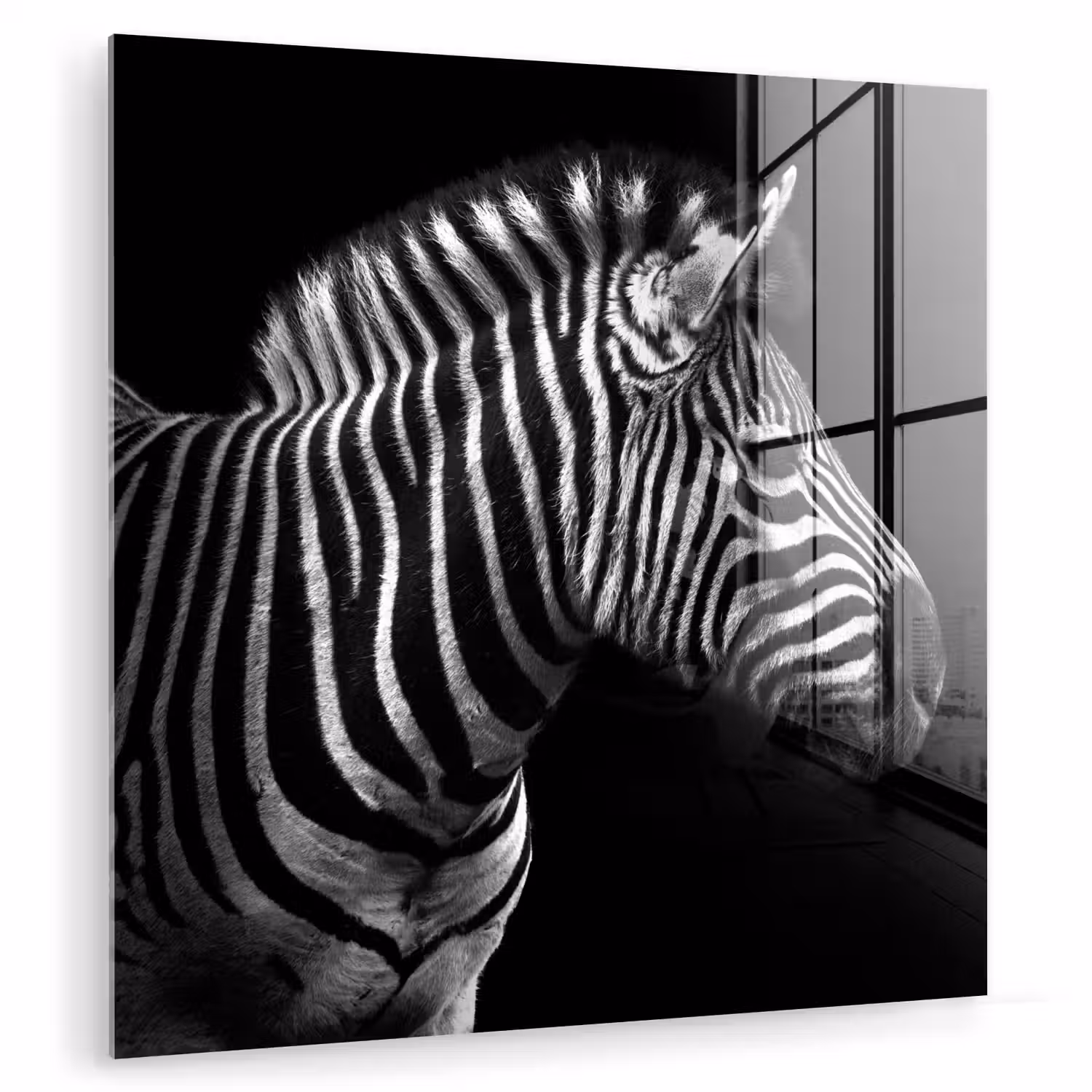 Zebra - Zwart - Wit - Portret - Dieren plexiglas 5mm klein -zzzproduct_nieuw