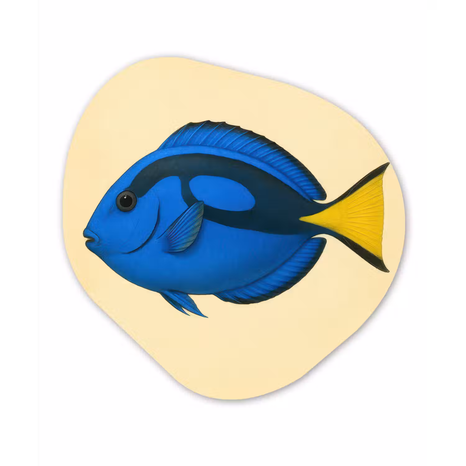 Blauw - Dory - Vis - Staartvin Wandcirkel Organisch Forex 3mm klein -3d