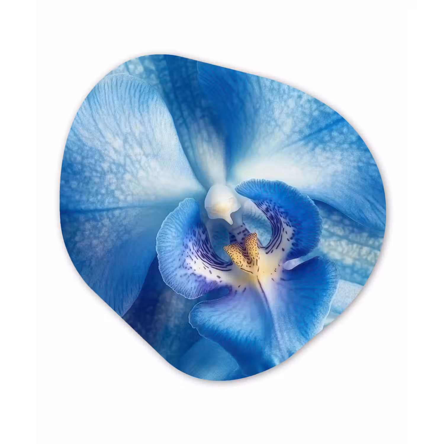 Blauw - Orchidee - Elegeant Wandcirkel Organisch Forex 3mm klein -3d