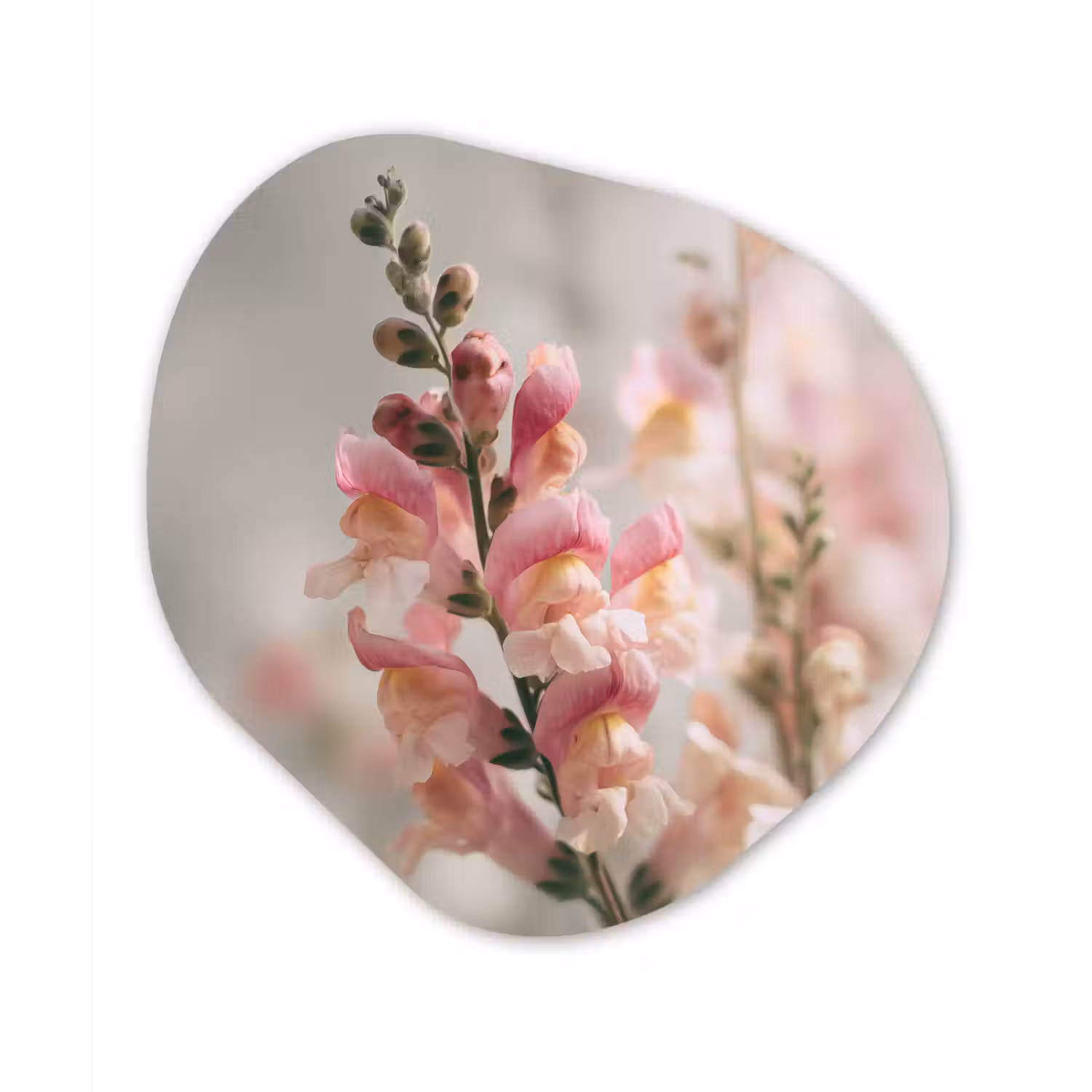 Bloem - Leeuwenbek - Roze - Stengel Wandcirkel Organisch Forex 3mm klein -3d