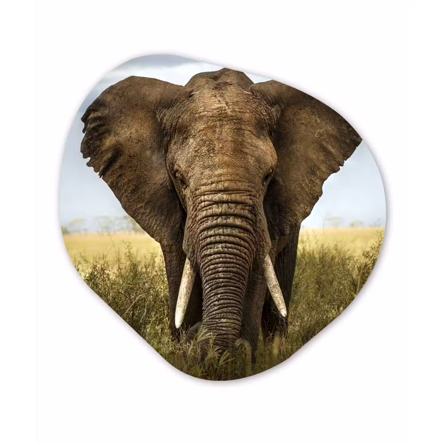Olifant - Natuur - Gras - Dieren - Landschap Wandcirkel Organisch Forex 3mm klein -3d