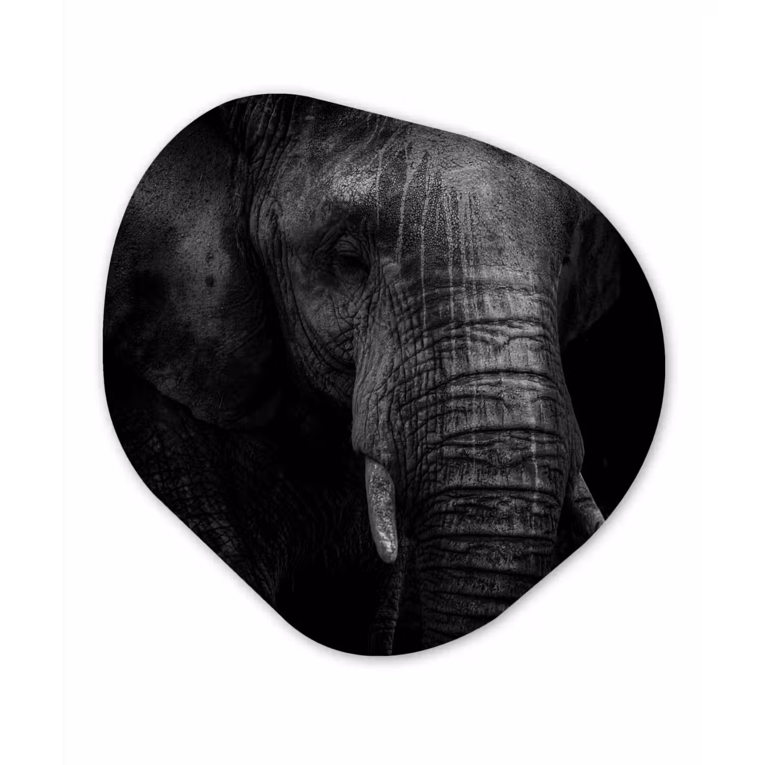 Olifant - Dier - Portret Wandcirkel Organisch Forex 3mm klein -3d